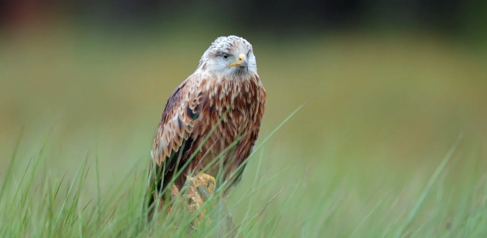 Screen Shot 2022-05-20 at 17.11.07.JPG