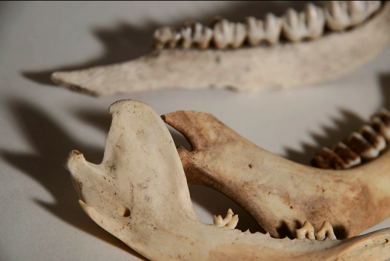 jaw bones, misc