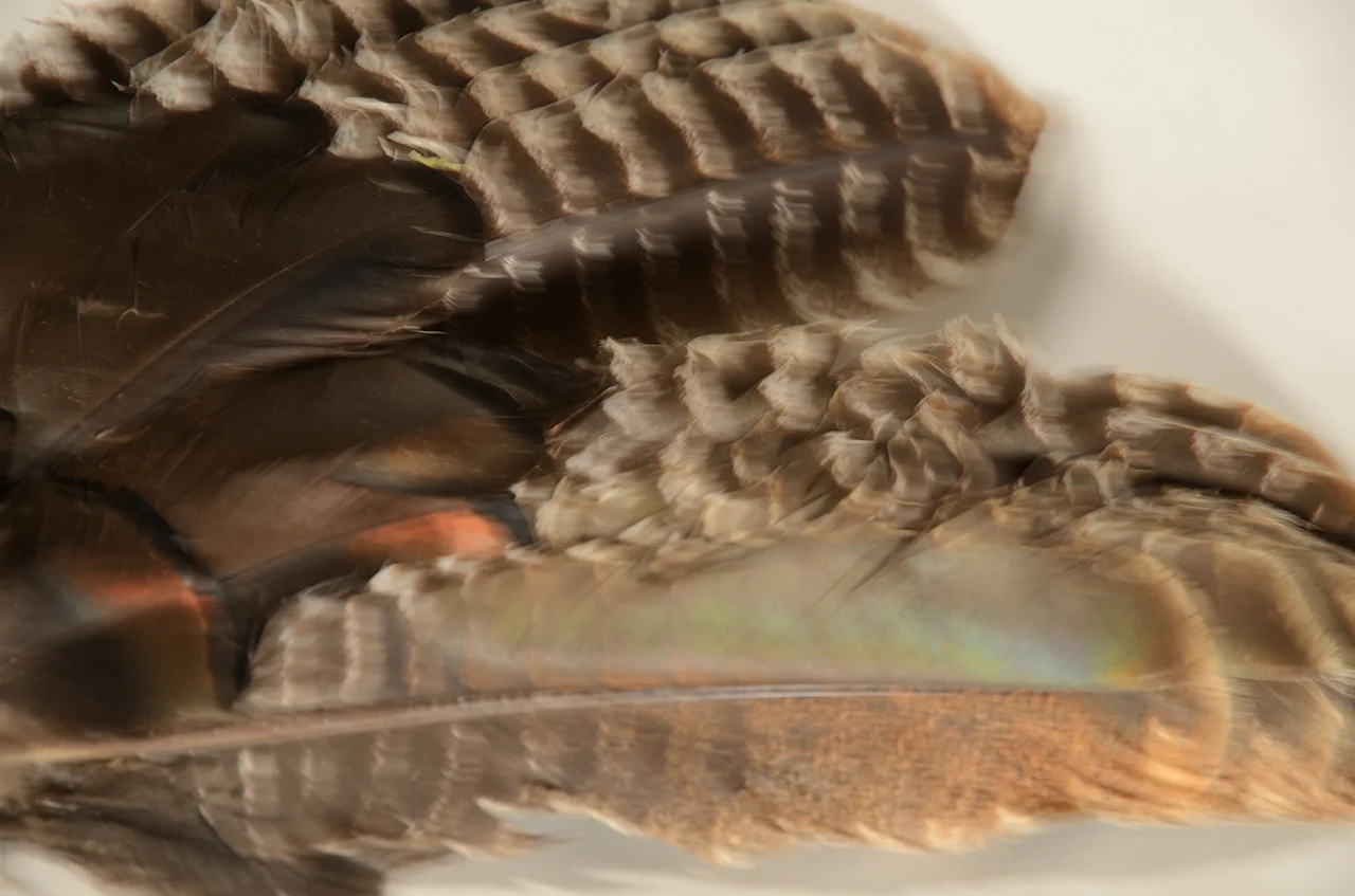 Turkey feathers