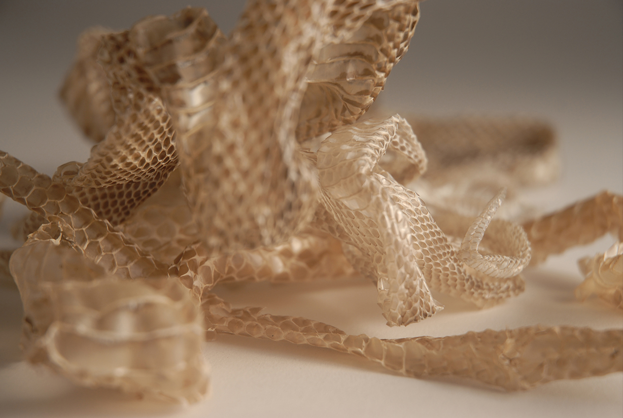 snake skins