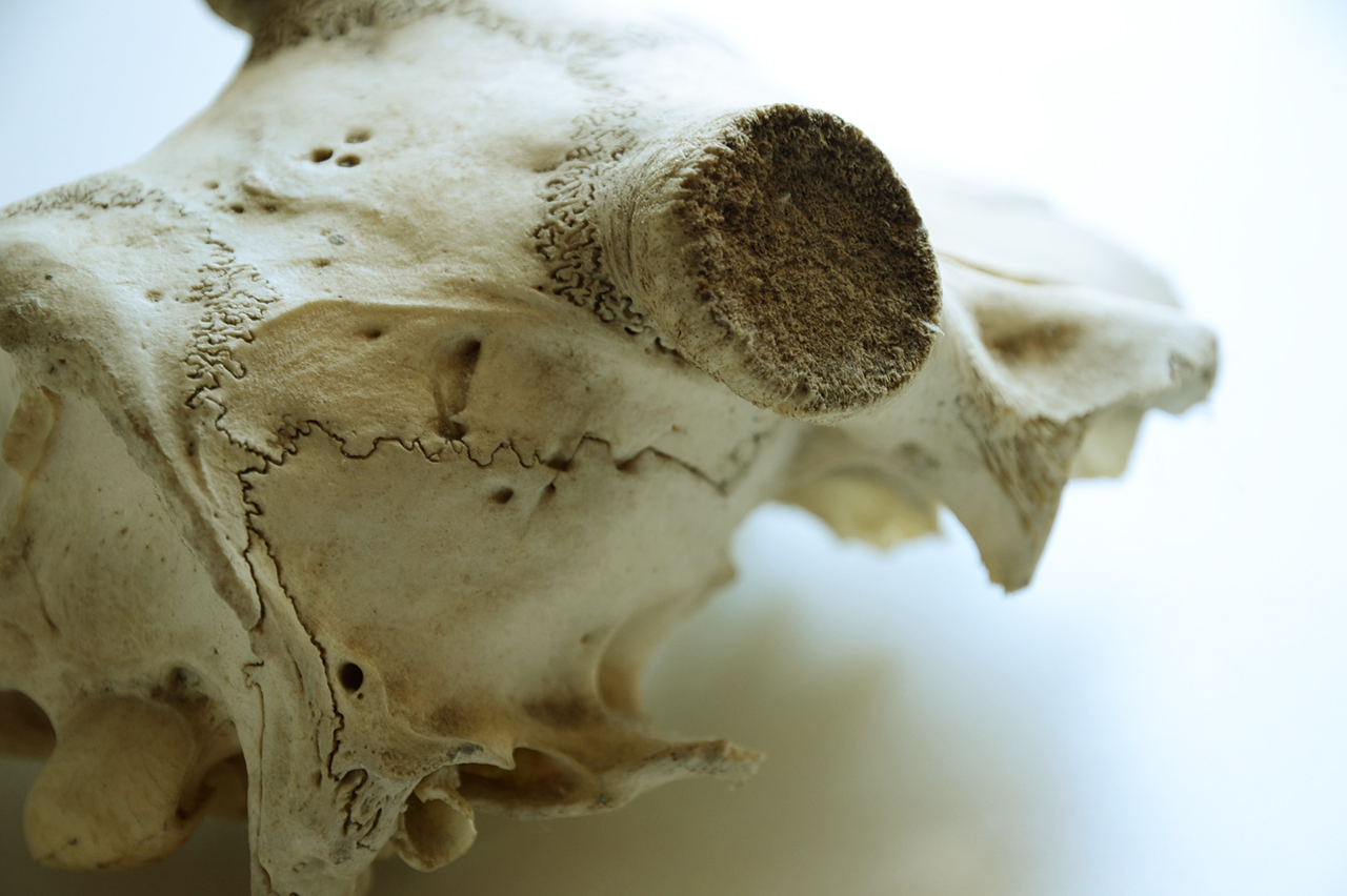 deer skull