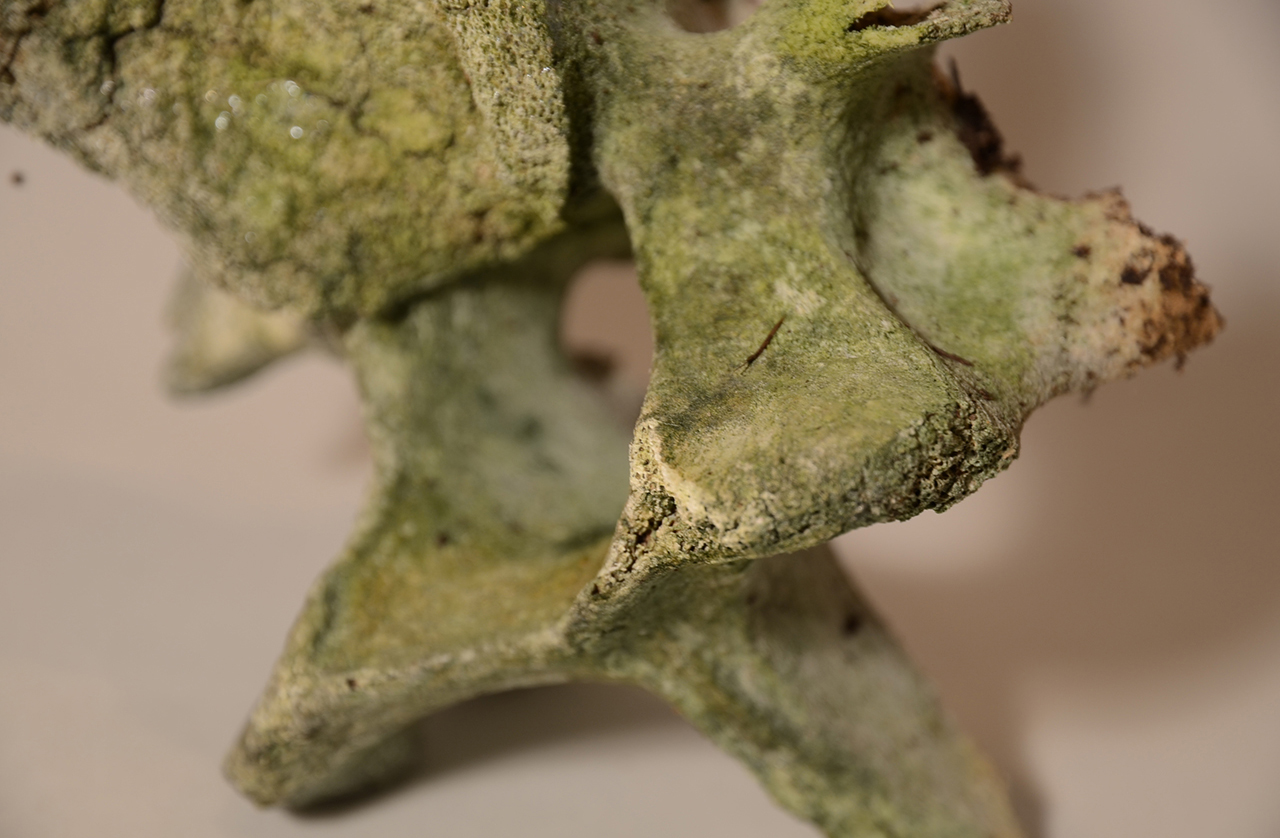more vertebrae