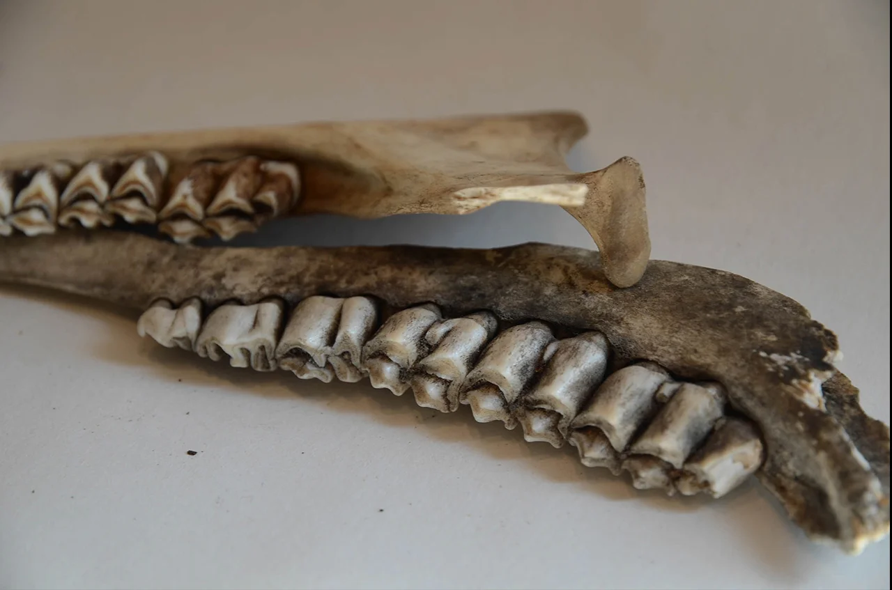 more jaw bones