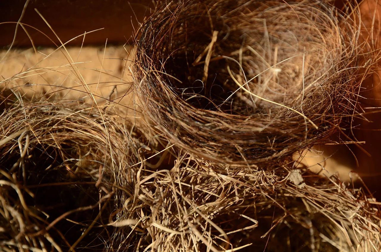 nests