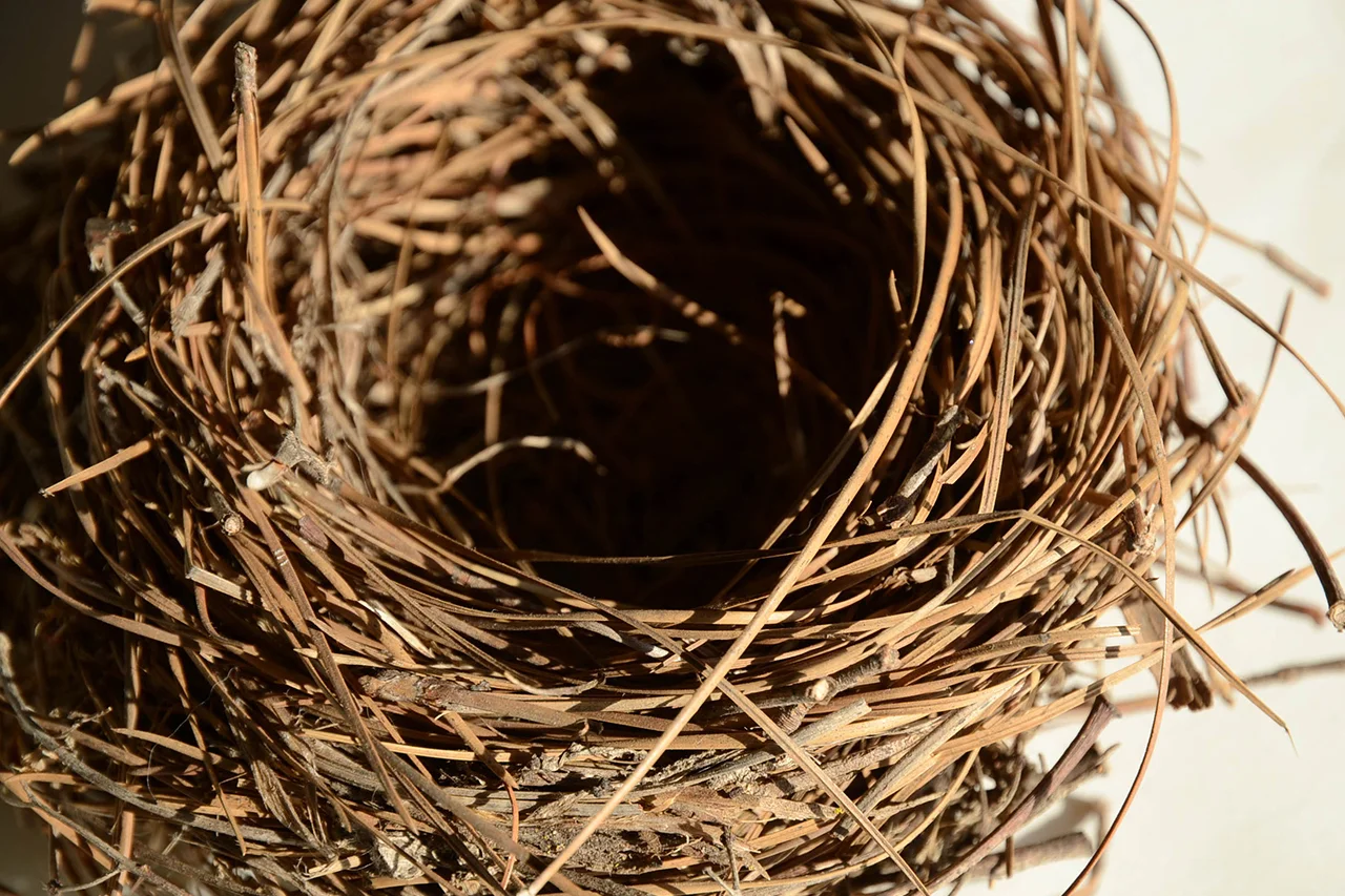 Robin's nest