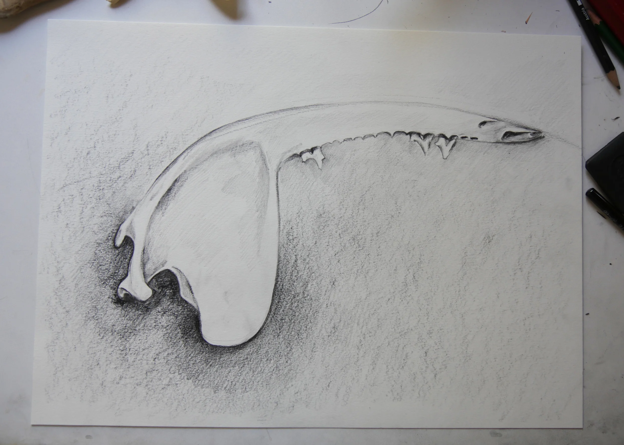 jawbone study