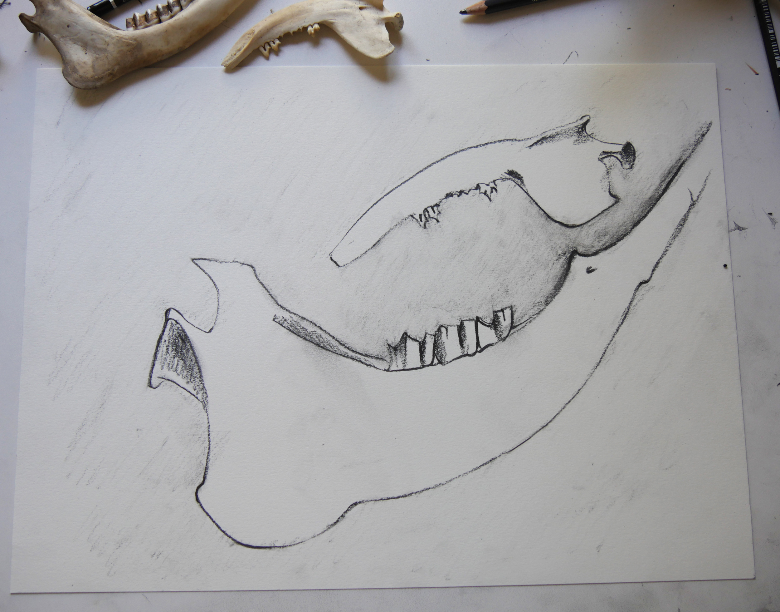 jawbones quick