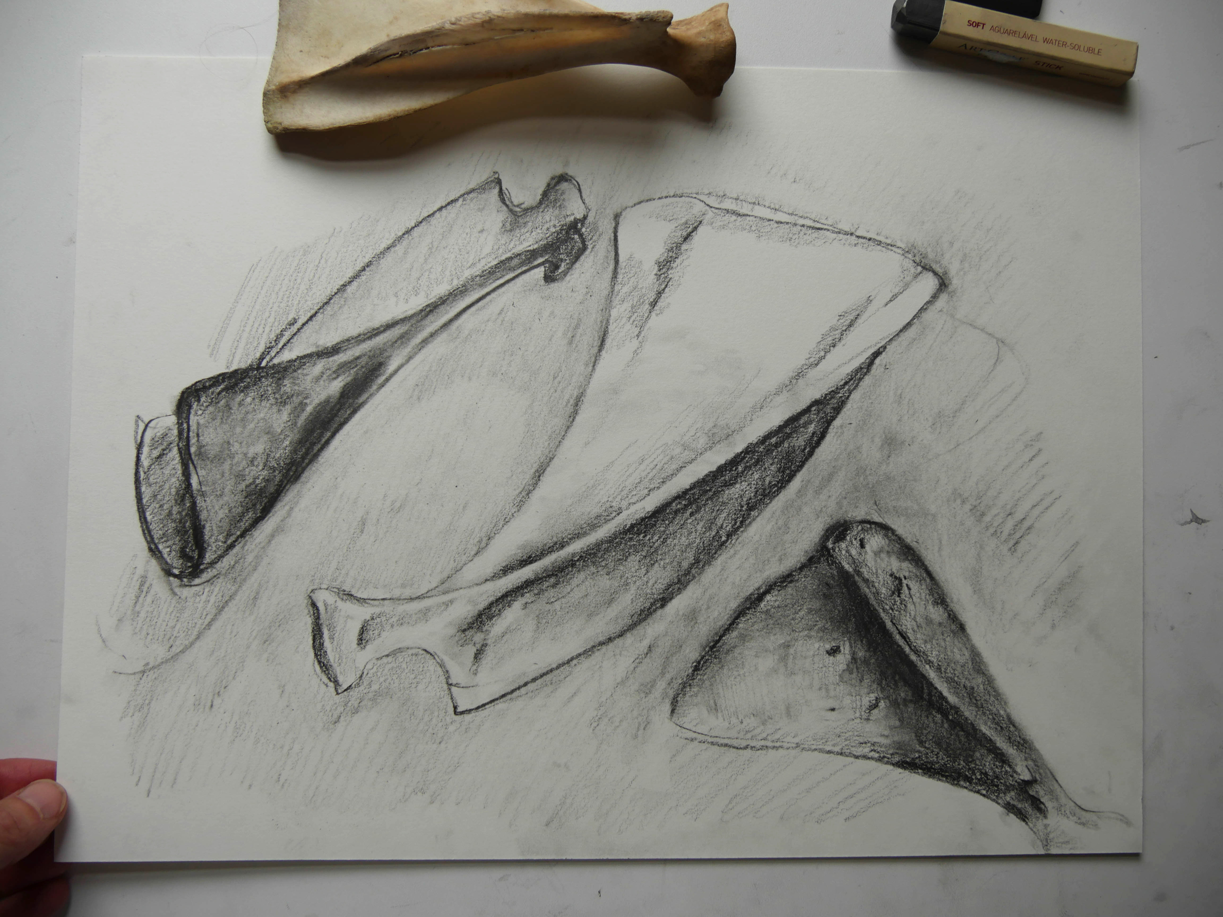 scapula