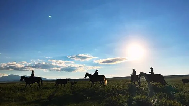 It’s not everyday you get to ride into the sunset with a ranching family on the Rocky Mountain Front of Montana. I’m grateful for the places filmmaking takes me but more so the people I get to meet. It’s a bit surreal at times. This is one of those times. #familiesthatridetogetherstaytogether #ranchfamily #ranchlife #bornwild #filmmaking #storytelling #canonc300