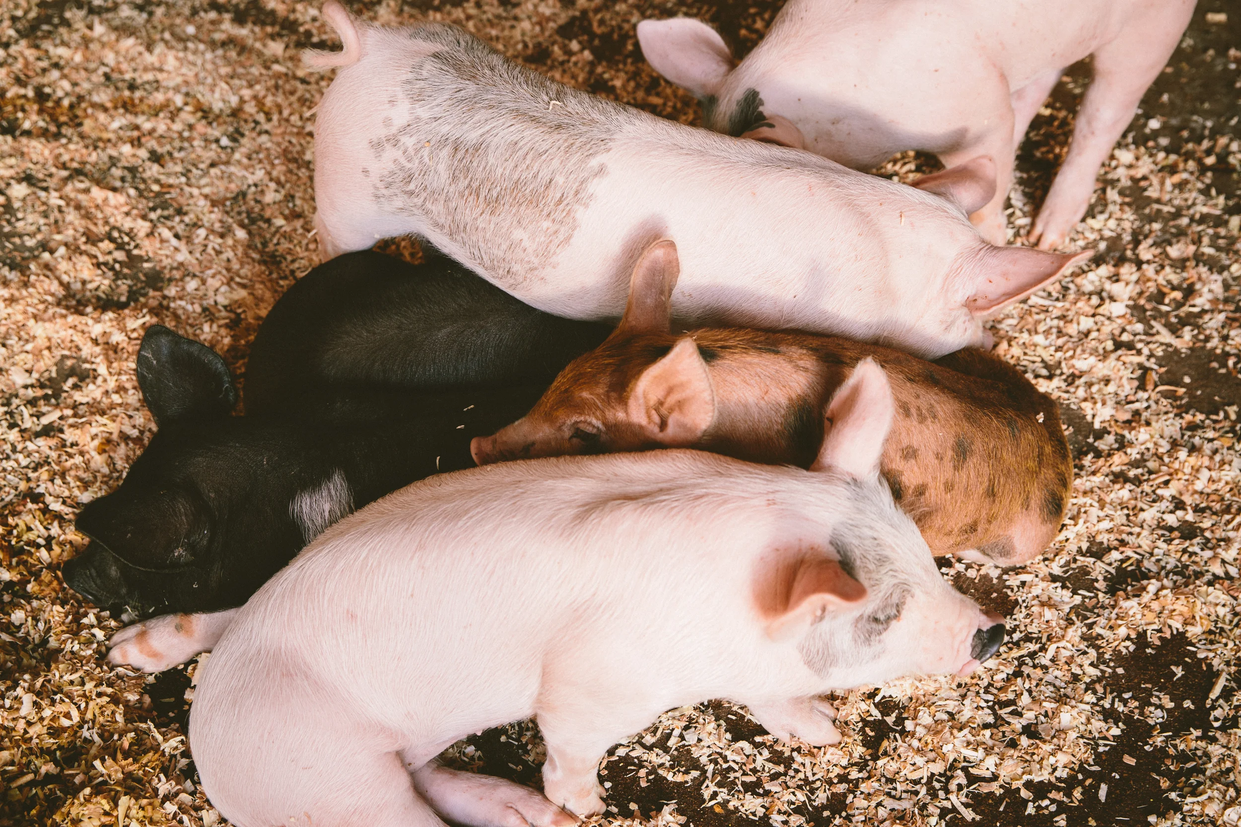 Mulberry Lane Farm Wedding: Meg + Paul // The Overwhelmed Bride Wedding Blog + Southern California Wedding Planner