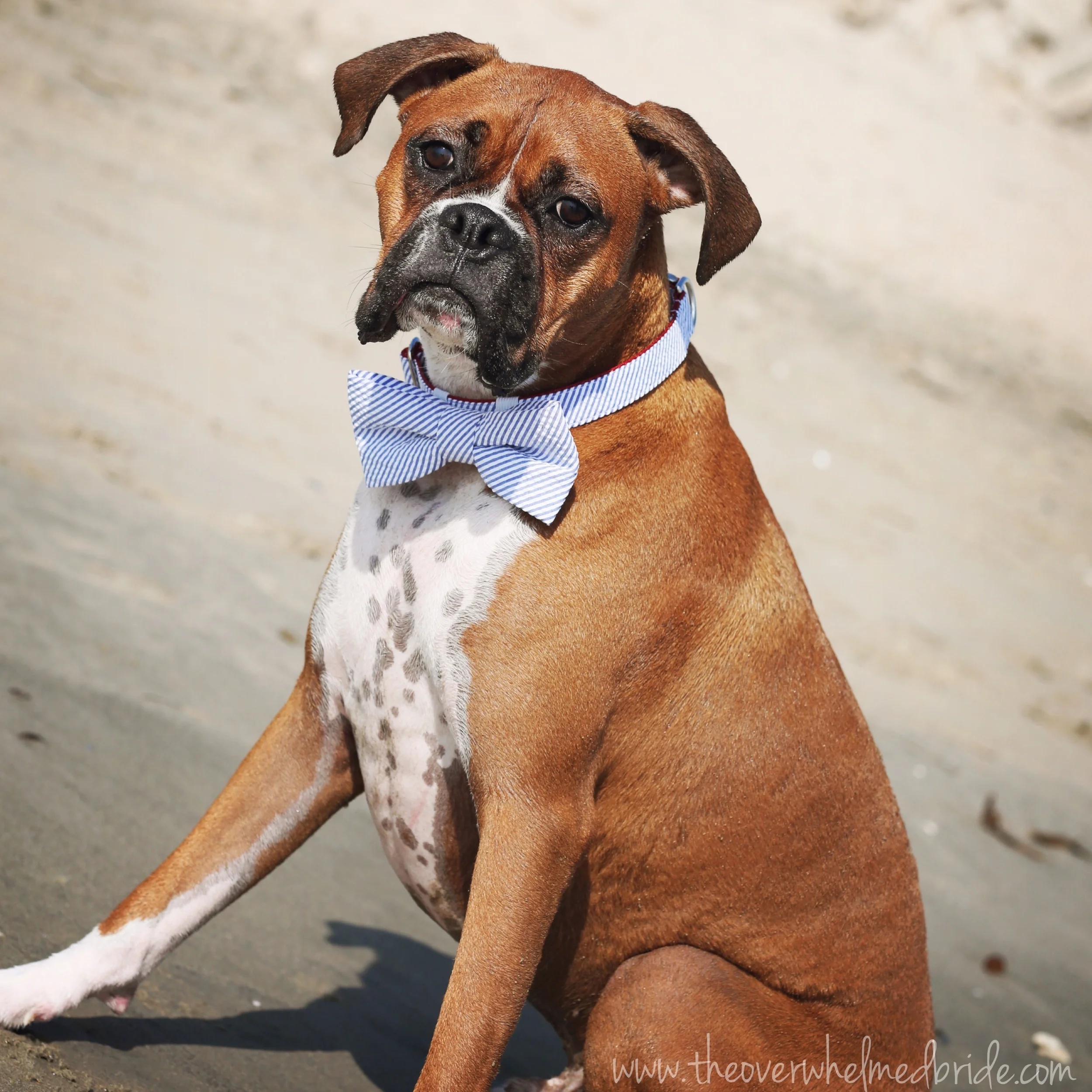 dog ring bearer outfit