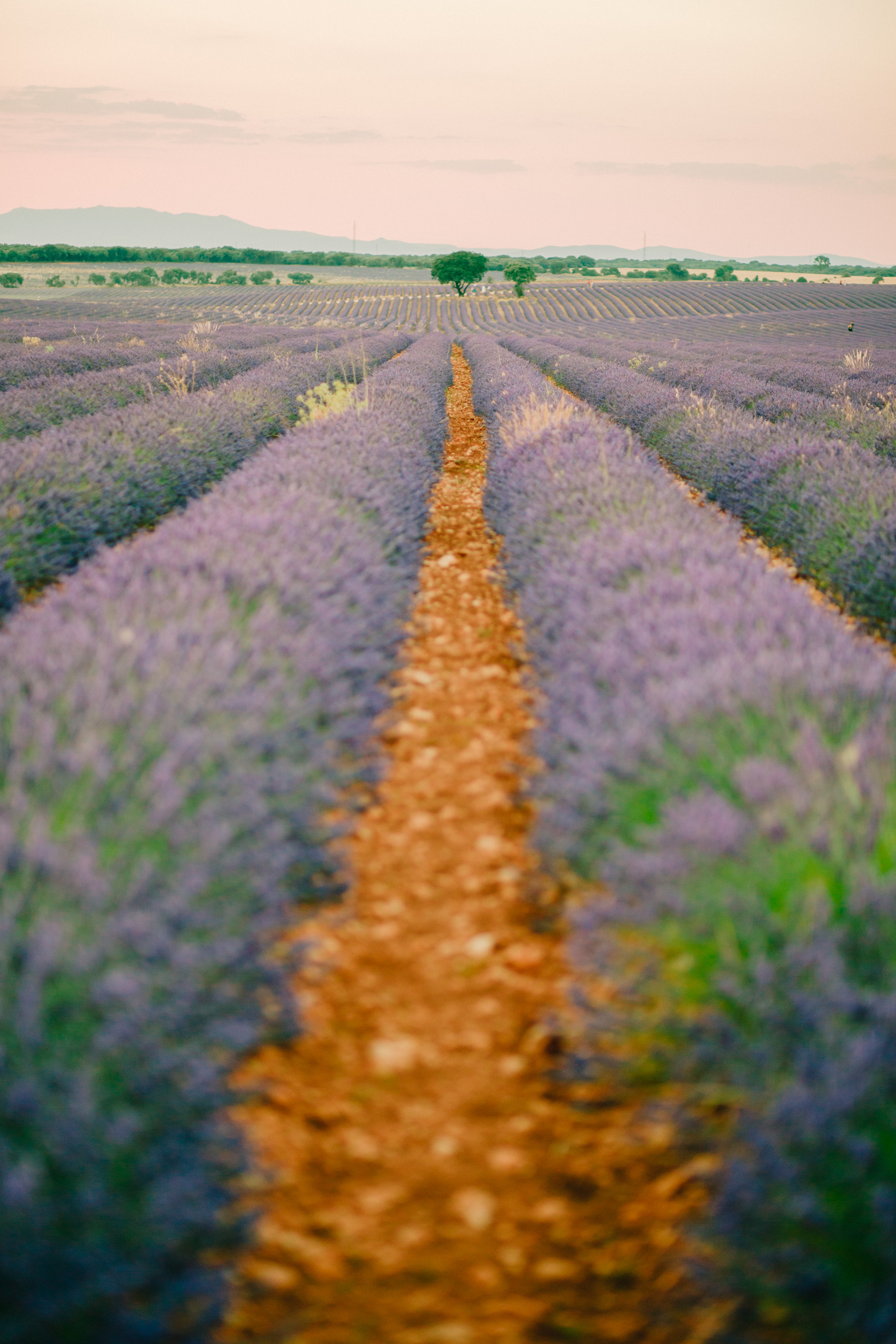 Lavender Field Engagement Photos - Guadalajara Spain Lavender Field - Alla Yachkulo Photography