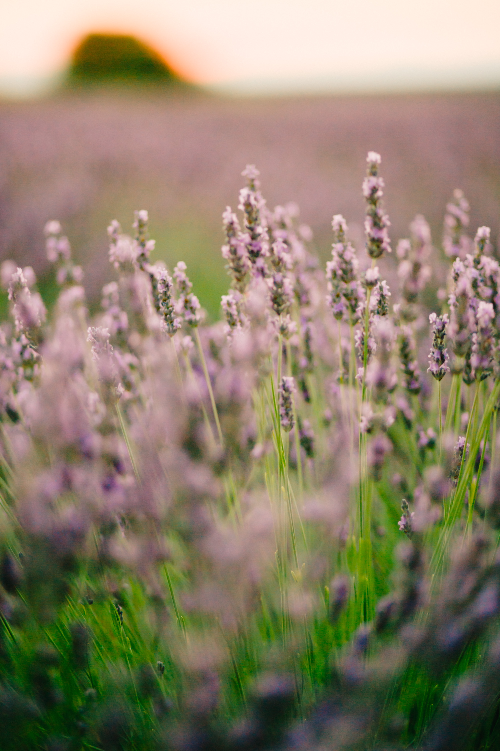 Lavender Field Engagement Photos - Guadalajara Spain Lavender Field - Alla Yachkulo Photography -- Wedding Blog-The Overwhelmed Bride