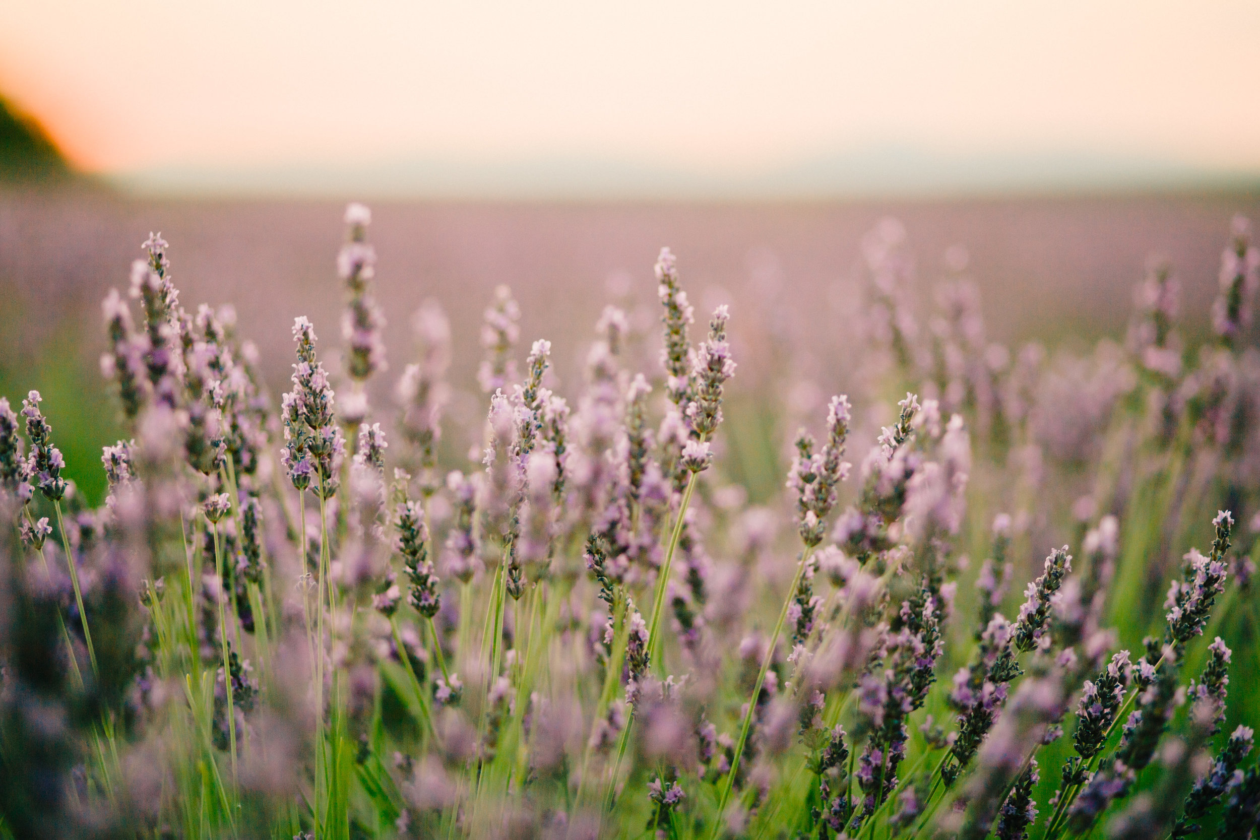 Lavender Field Engagement Photos - Guadalajara Spain Lavender Field - Alla Yachkulo Photography -- Wedding Blog-The Overwhelmed Bride