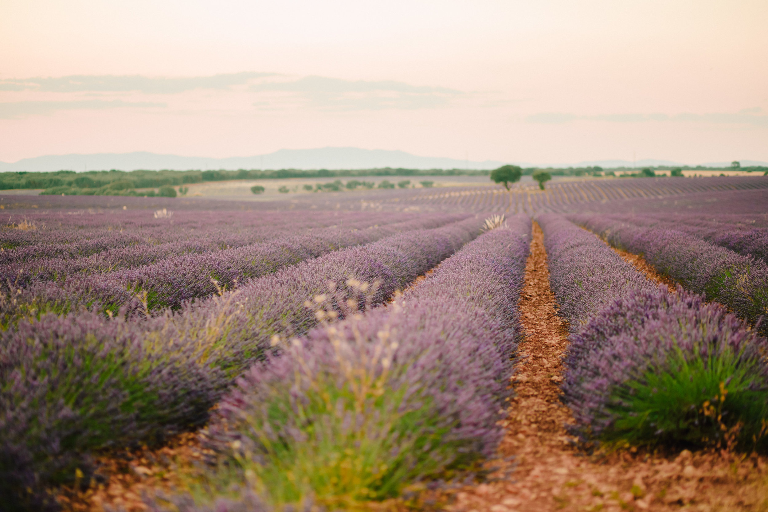 Lavender Field Engagement Photos - Guadalajara Spain Lavender Field - Alla Yachkulo Photography -- Wedding Blog-The Overwhelmed Bride