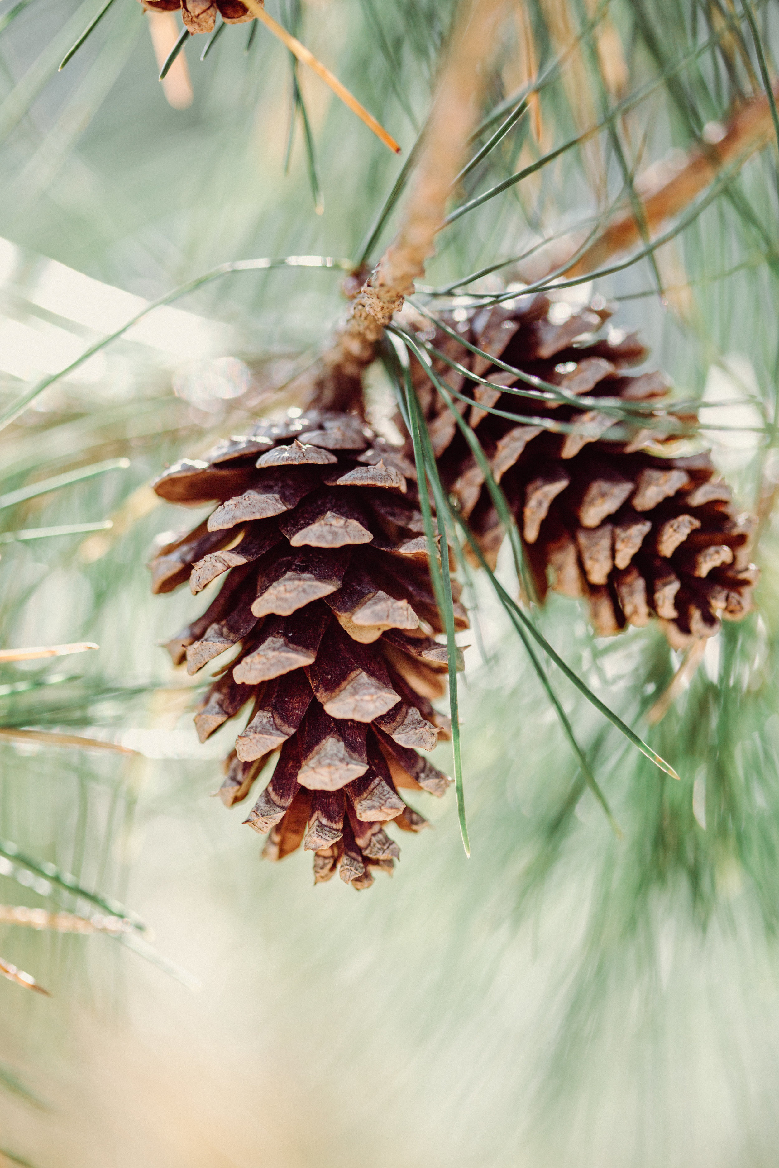 Cozy Winter Engagement Photos - Forever Photography Studio -- Wedding Blog - The Overwhelmed Bride