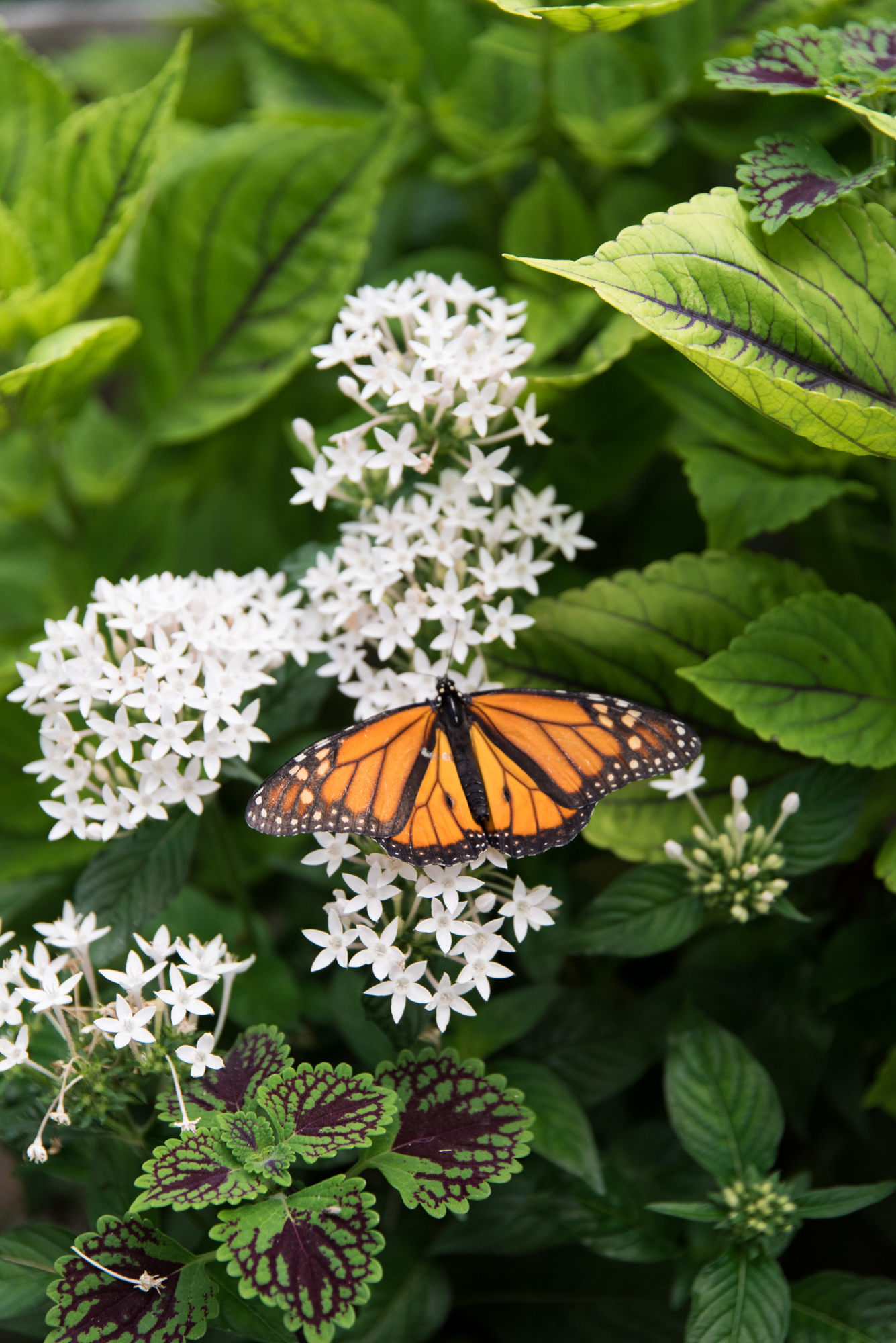 Norfolk Botanical Butterfly Garden Wedding - Virginia Beach Outdoor Wedding Venue -- Wedding Blog - The Overwhelmed Bride