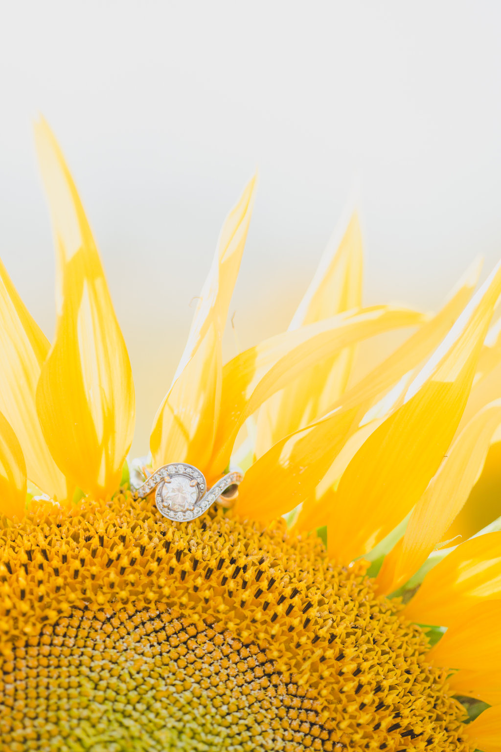 Sunflower Field Engagement Photos -- The Overwhelmed Bride Wedding Blog