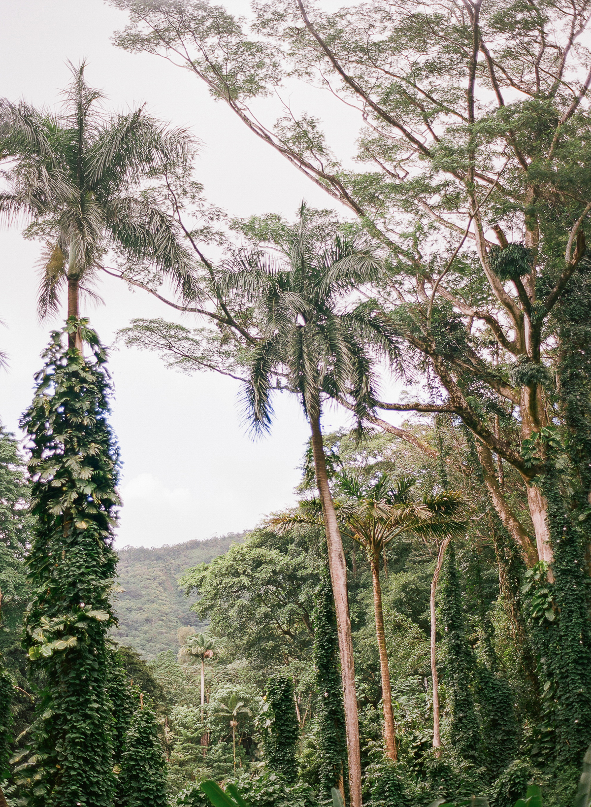 Manoa Falls Hawaii Engagement Photos