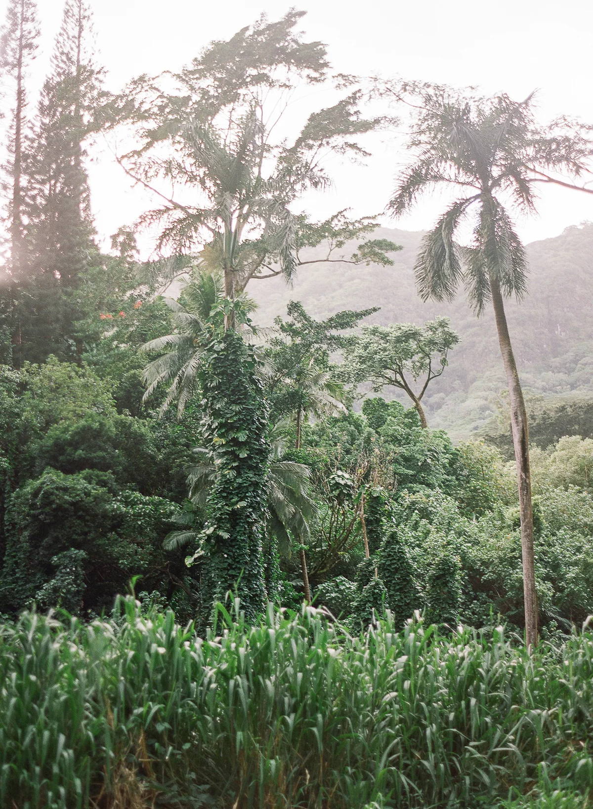 Manoa Falls Hawaii Engagement Photos