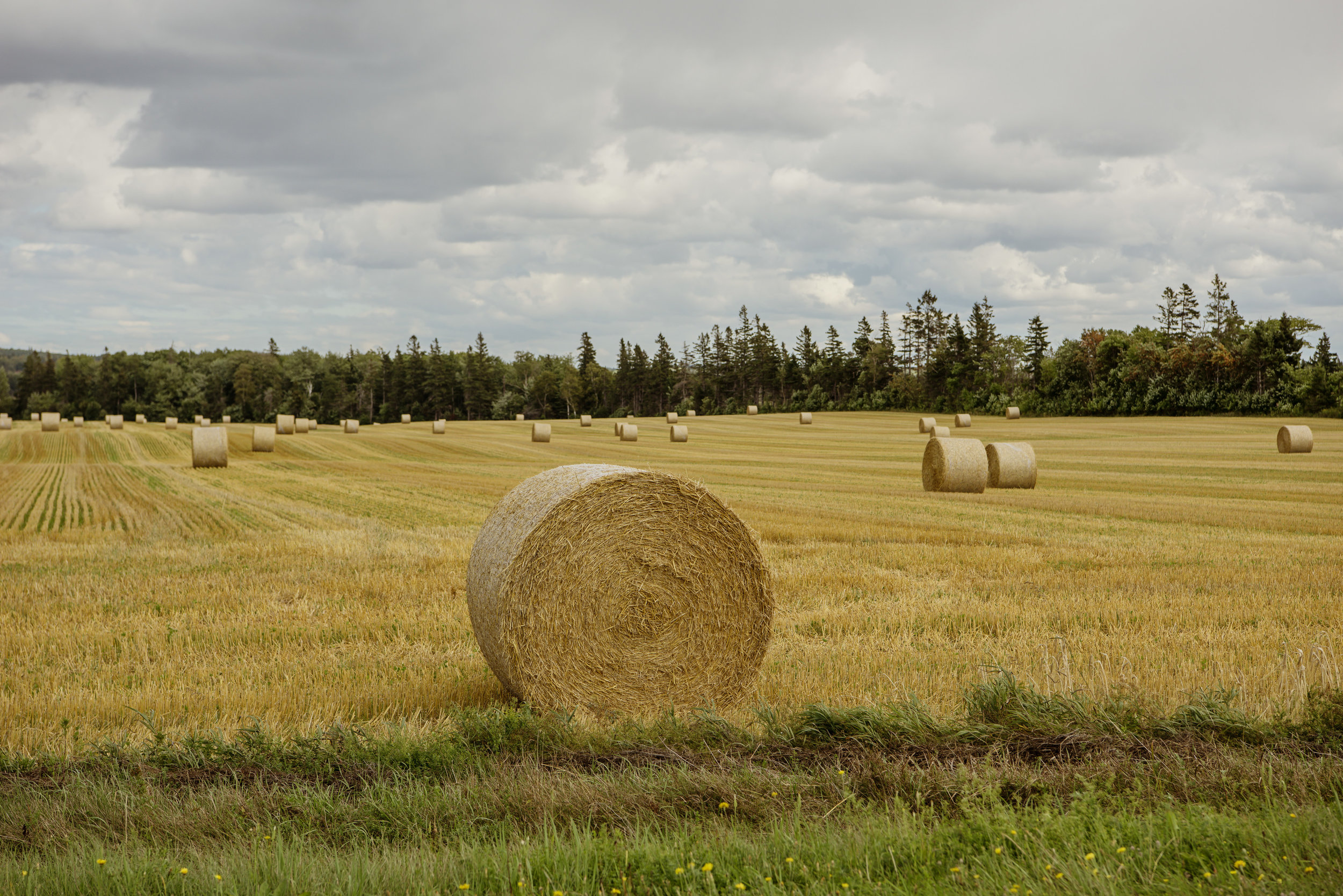 A Prince Edward Island Nova Scotia Wedding - The Overwhelmed Bride Wedding Blog