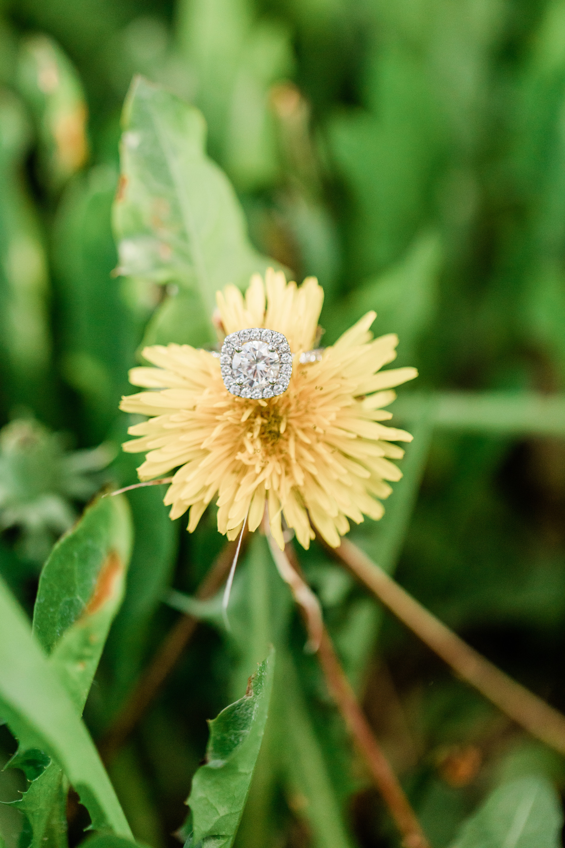 Gorgeous Garden Engagement Photos - The Overwhelmed Bride Wedding Blog