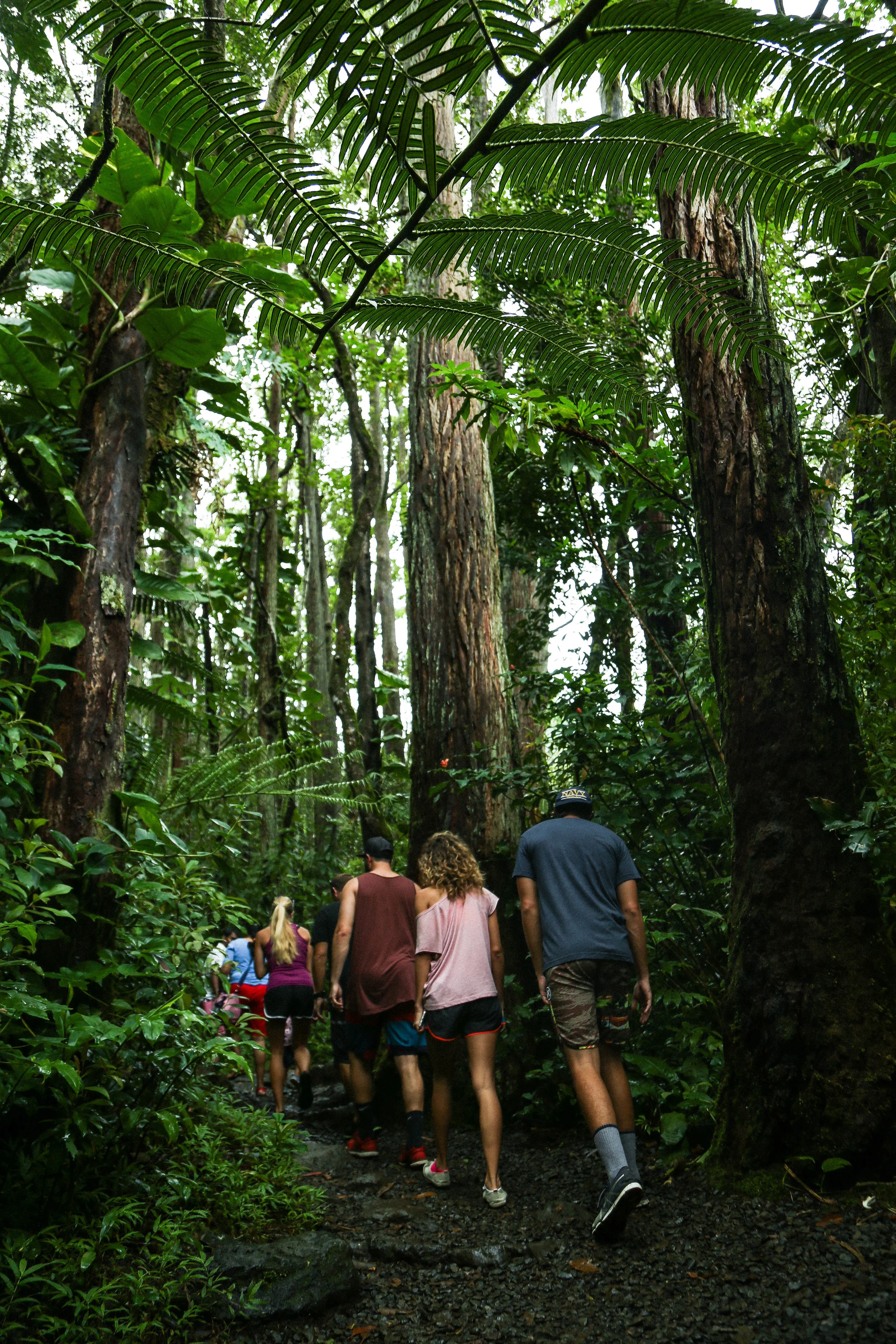 manoa_falls-5.jpg