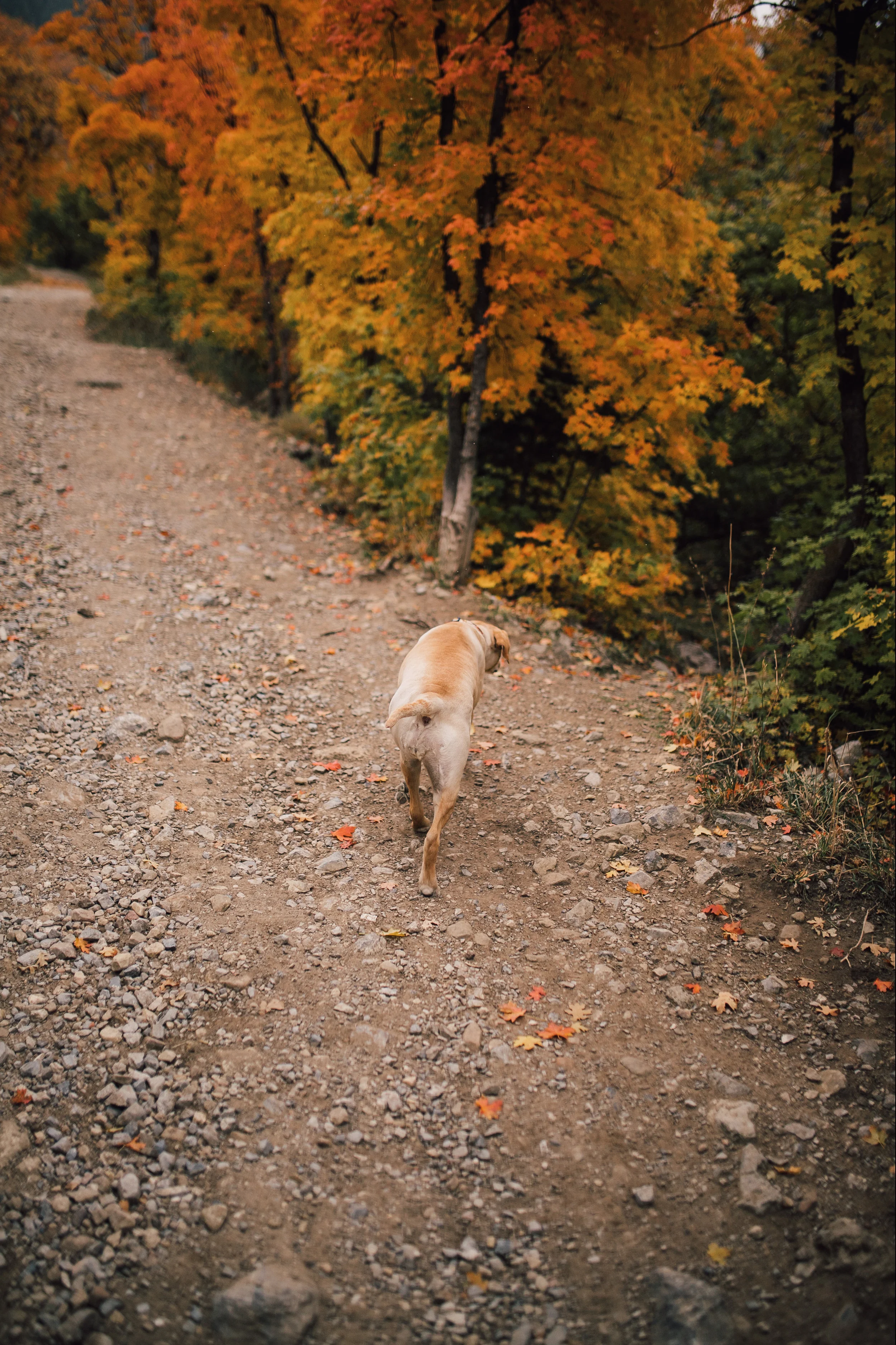 FALL_canyontrail-9.jpg