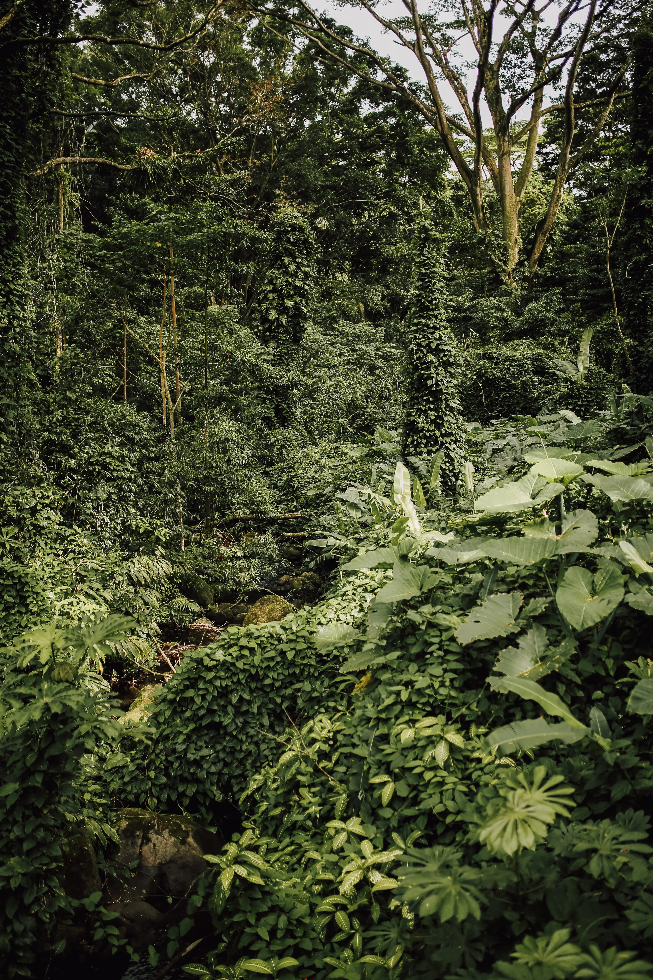 Manoa_Falls-5.jpg