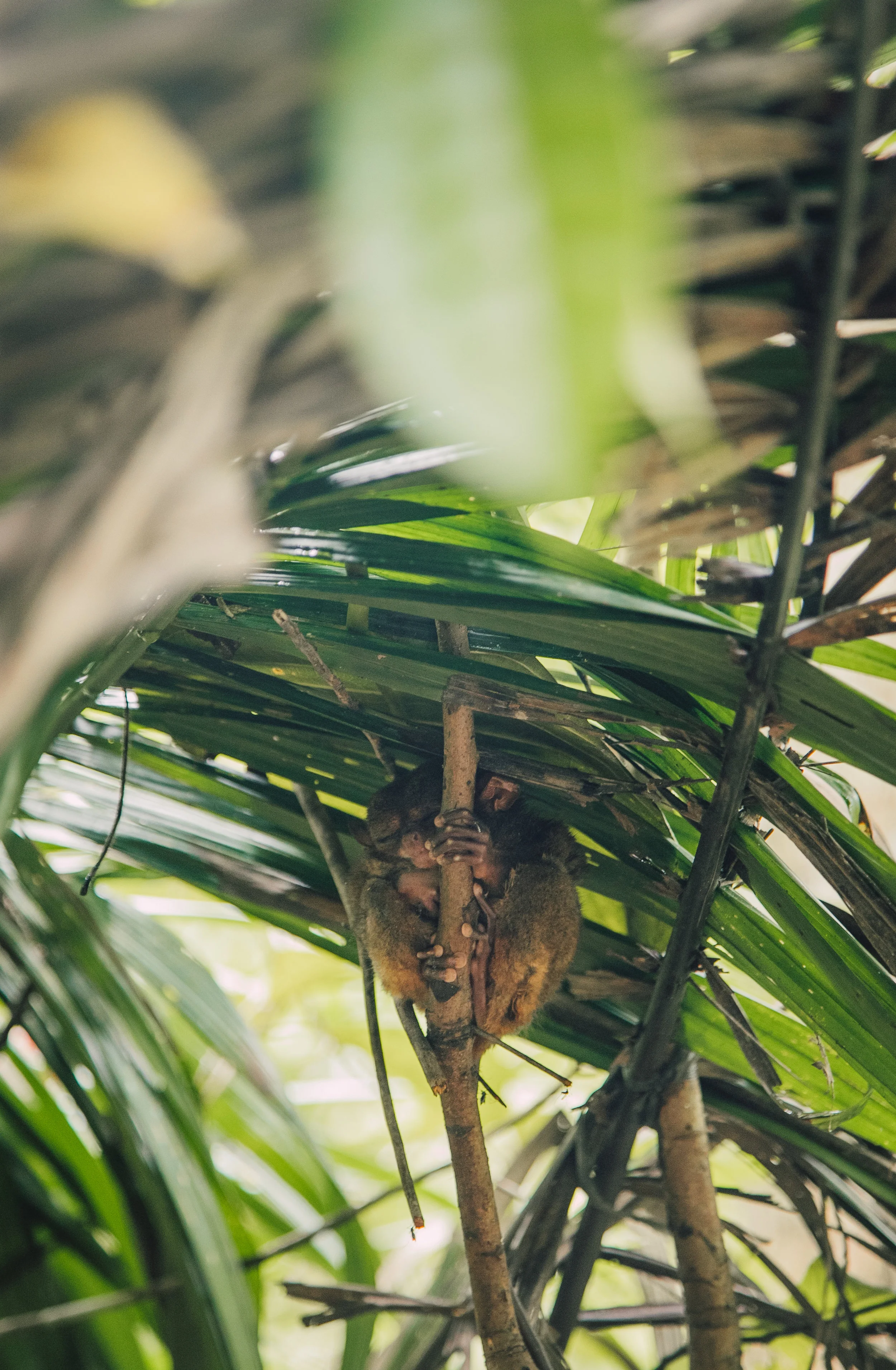 trasier_monkey-7.jpg