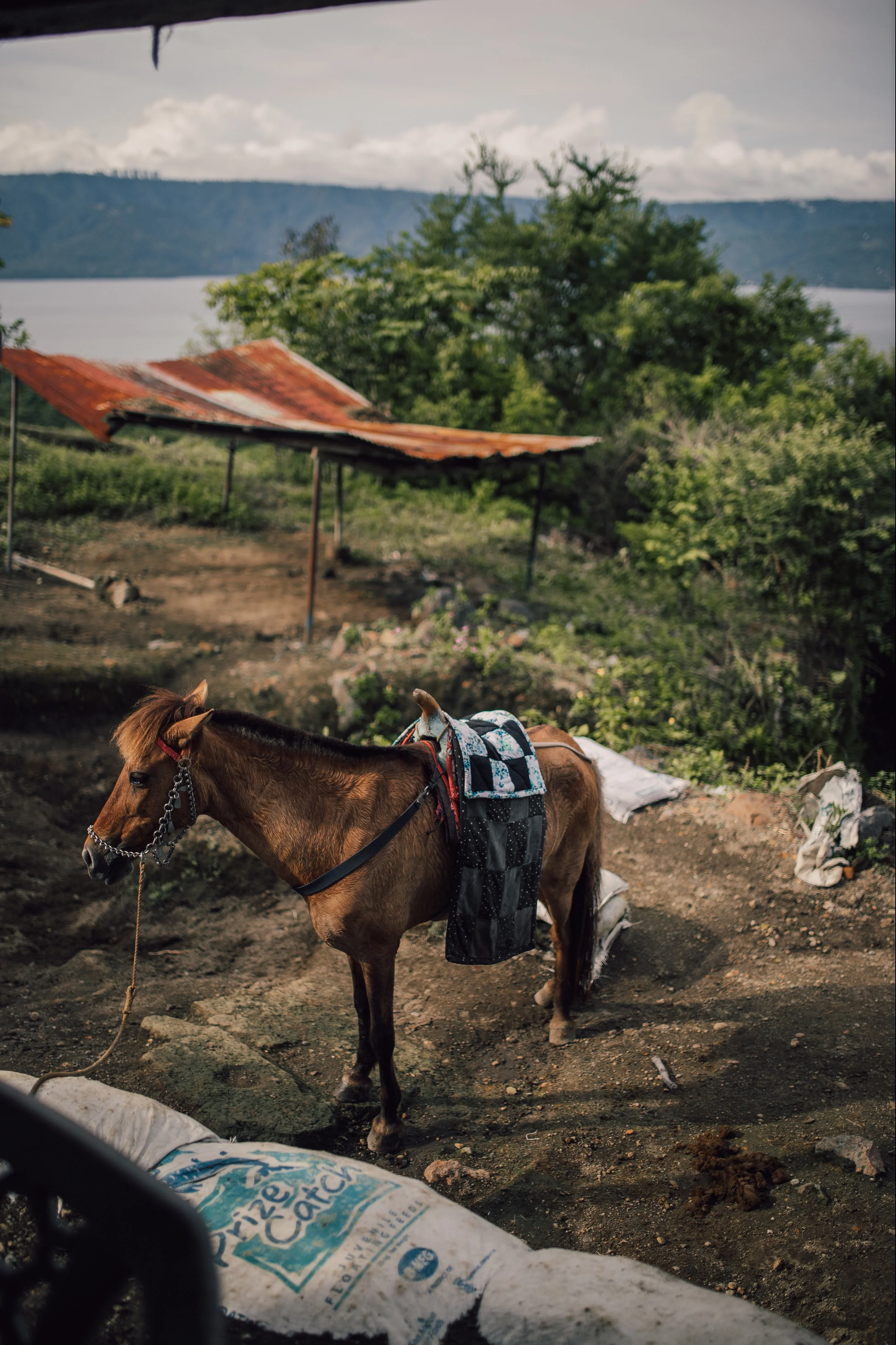 taal-45.jpg