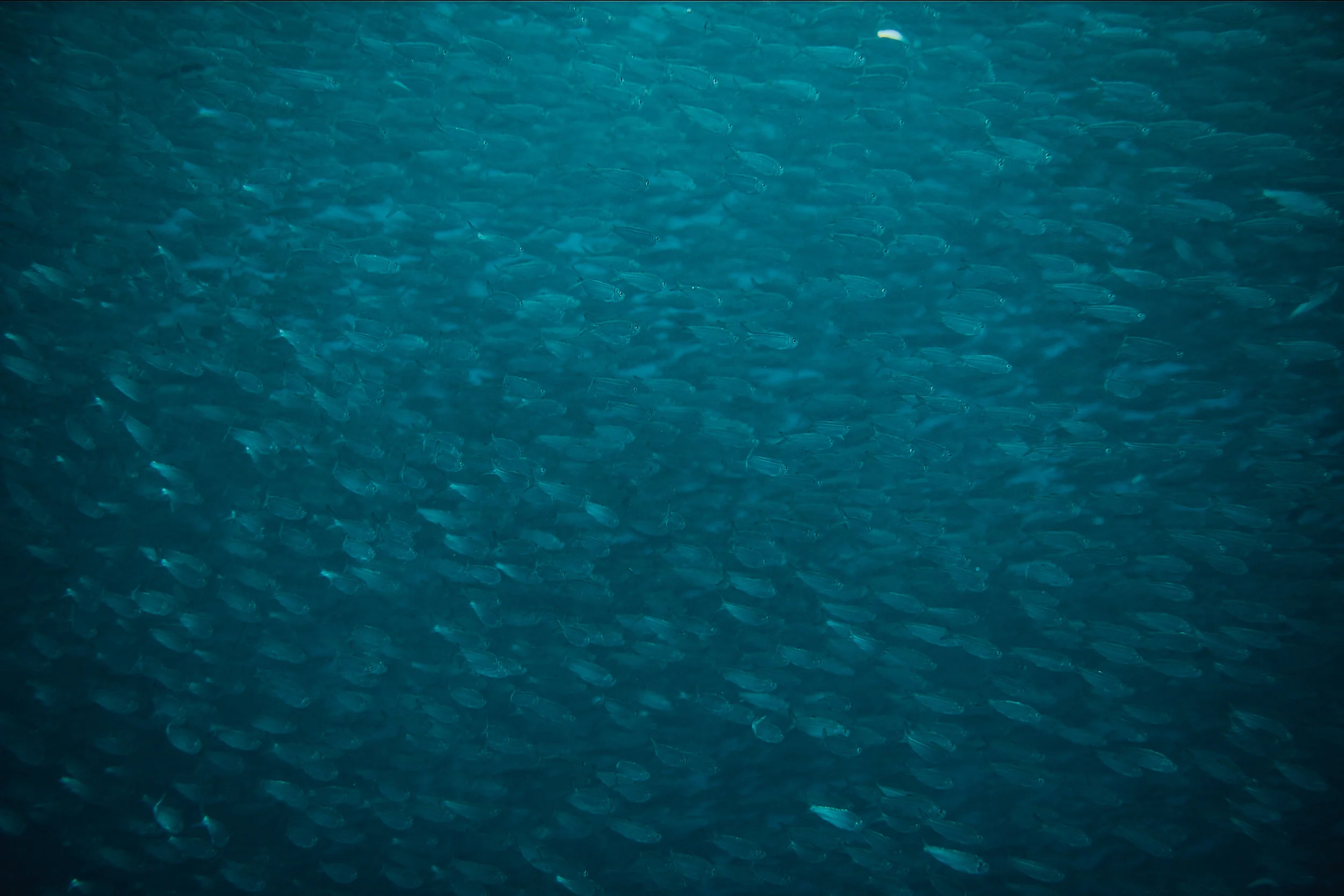 sardines-5.jpg