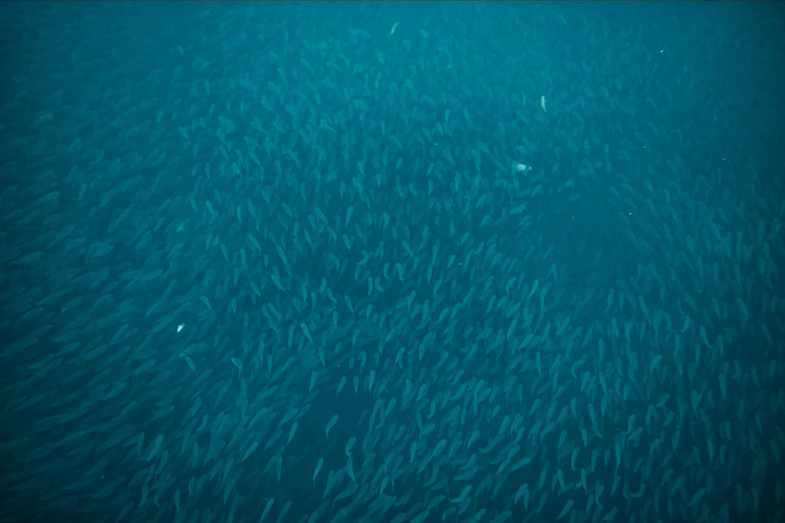 sardines-13.jpg