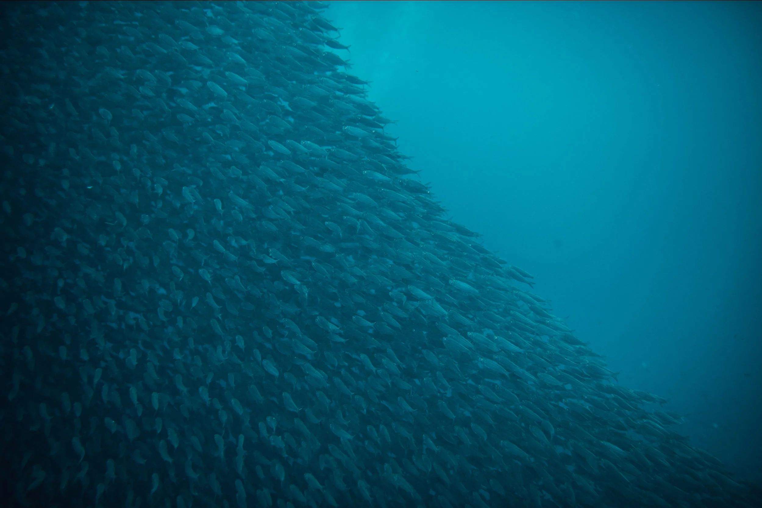 sardines-15.jpg