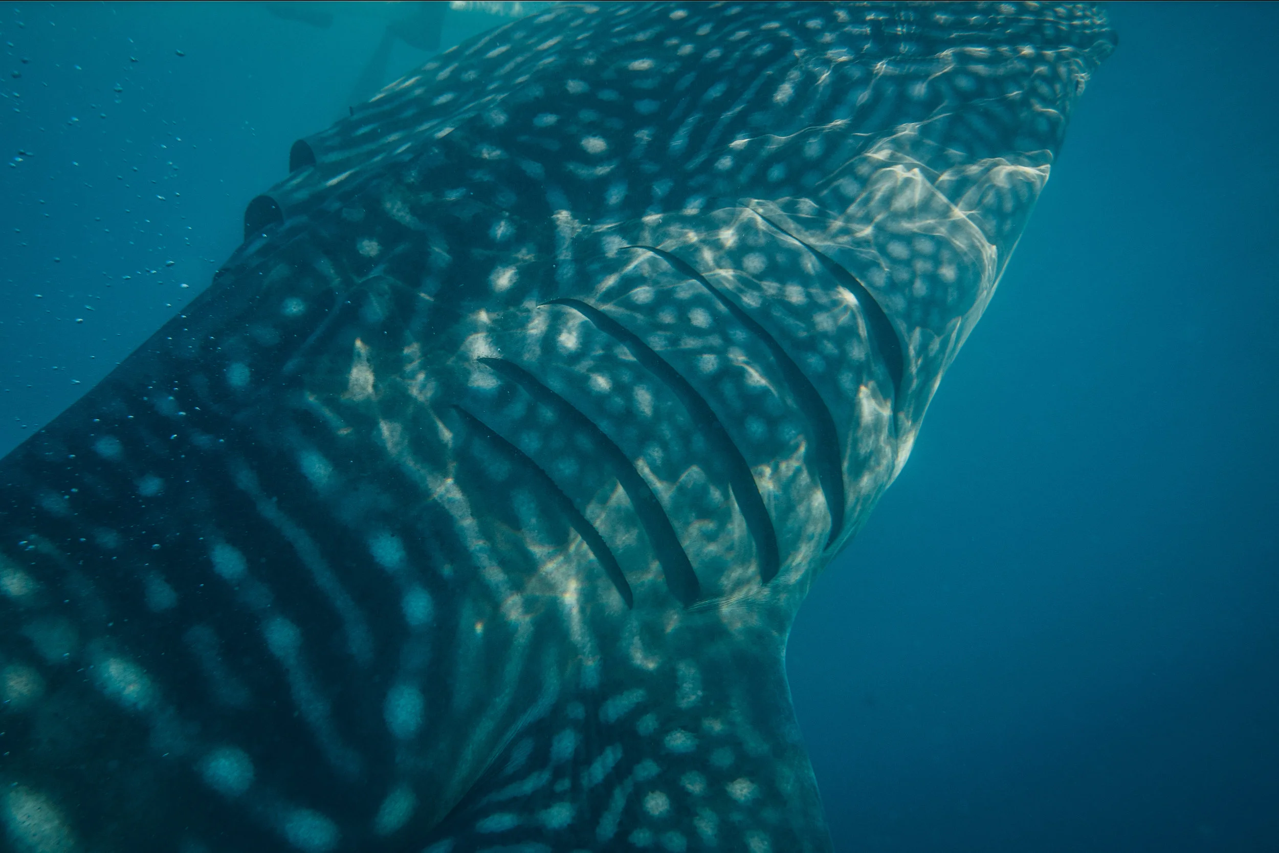 whalesharks-22.jpg