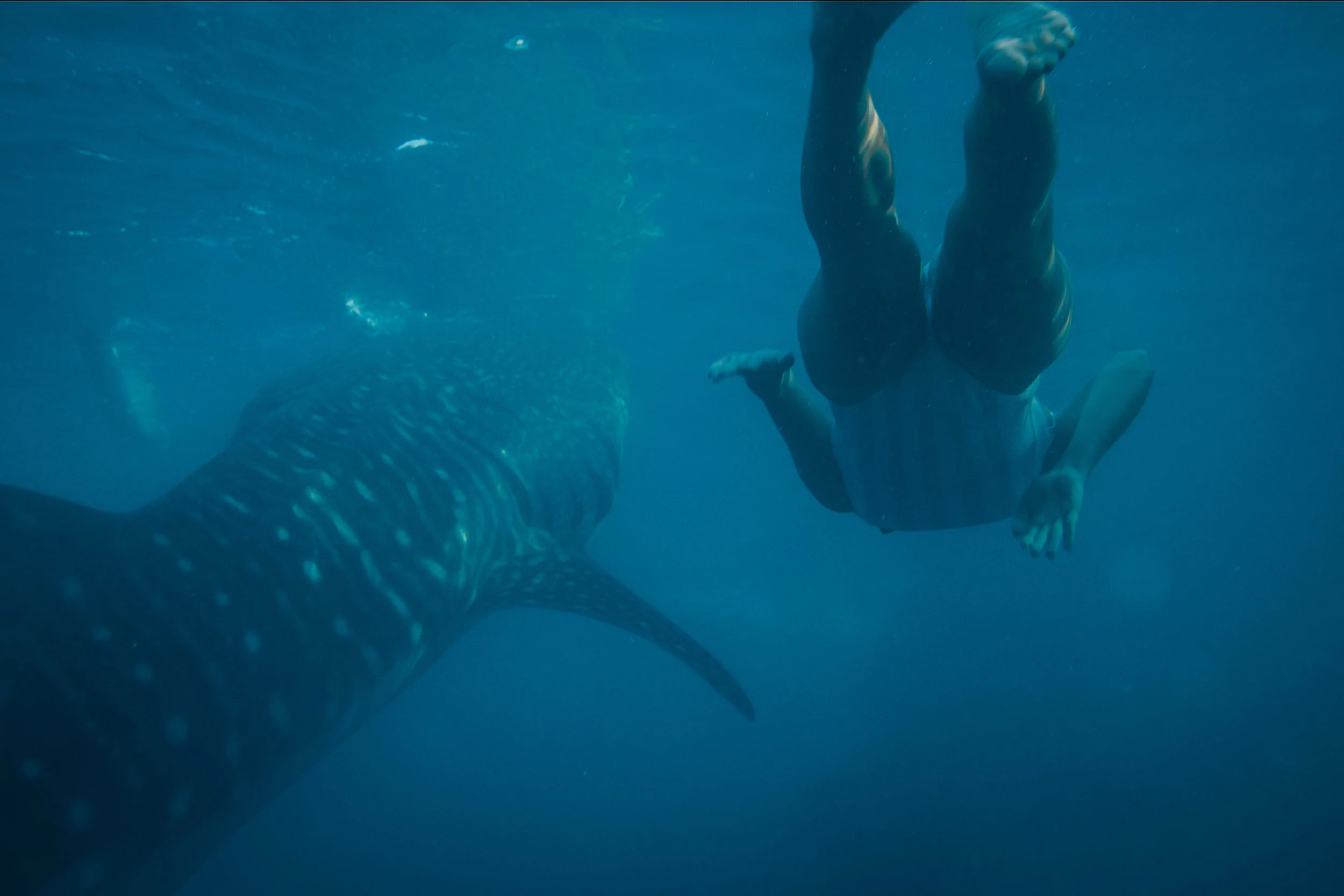 whalesharks-26.jpg