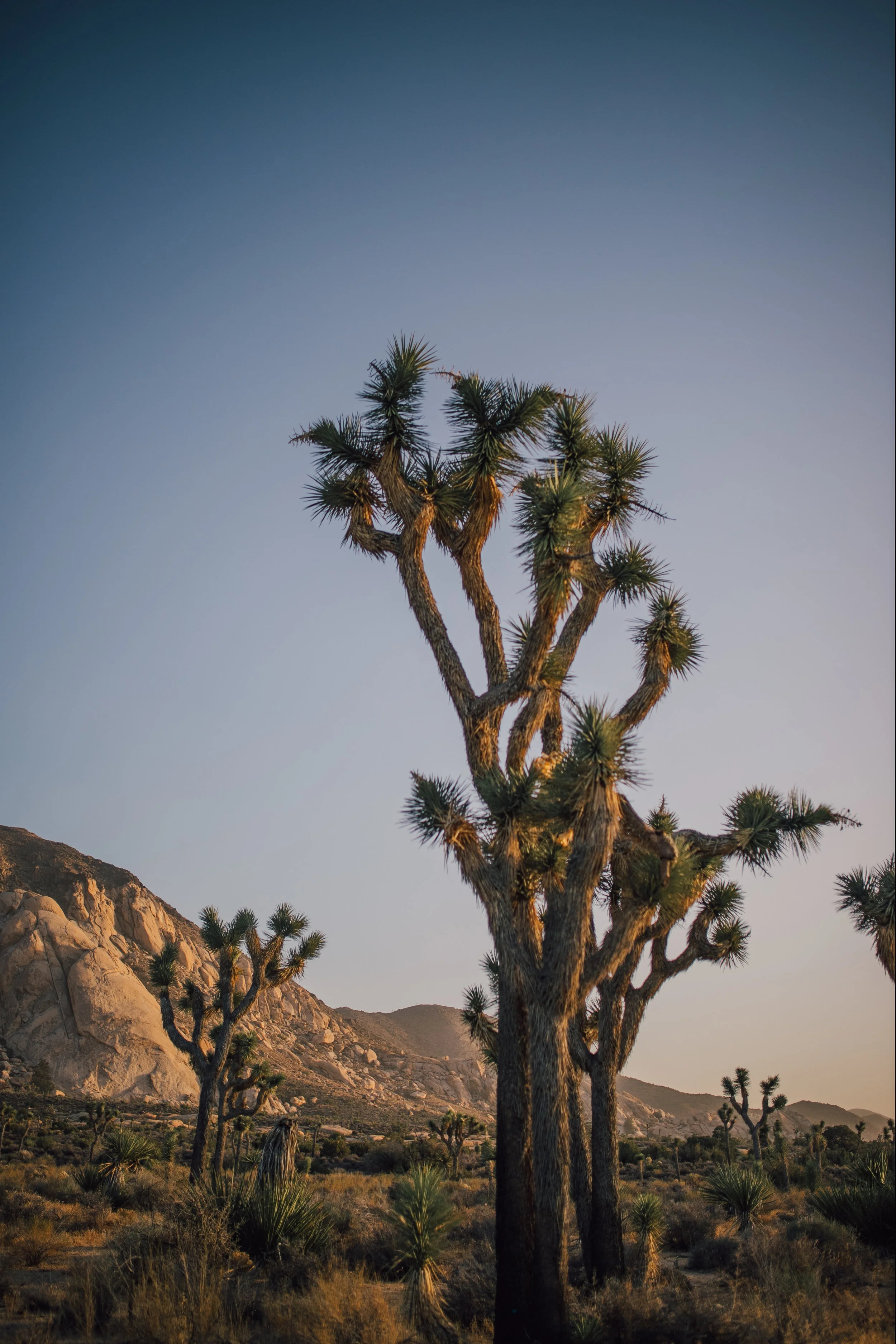 JoshuaTree-3.jpg