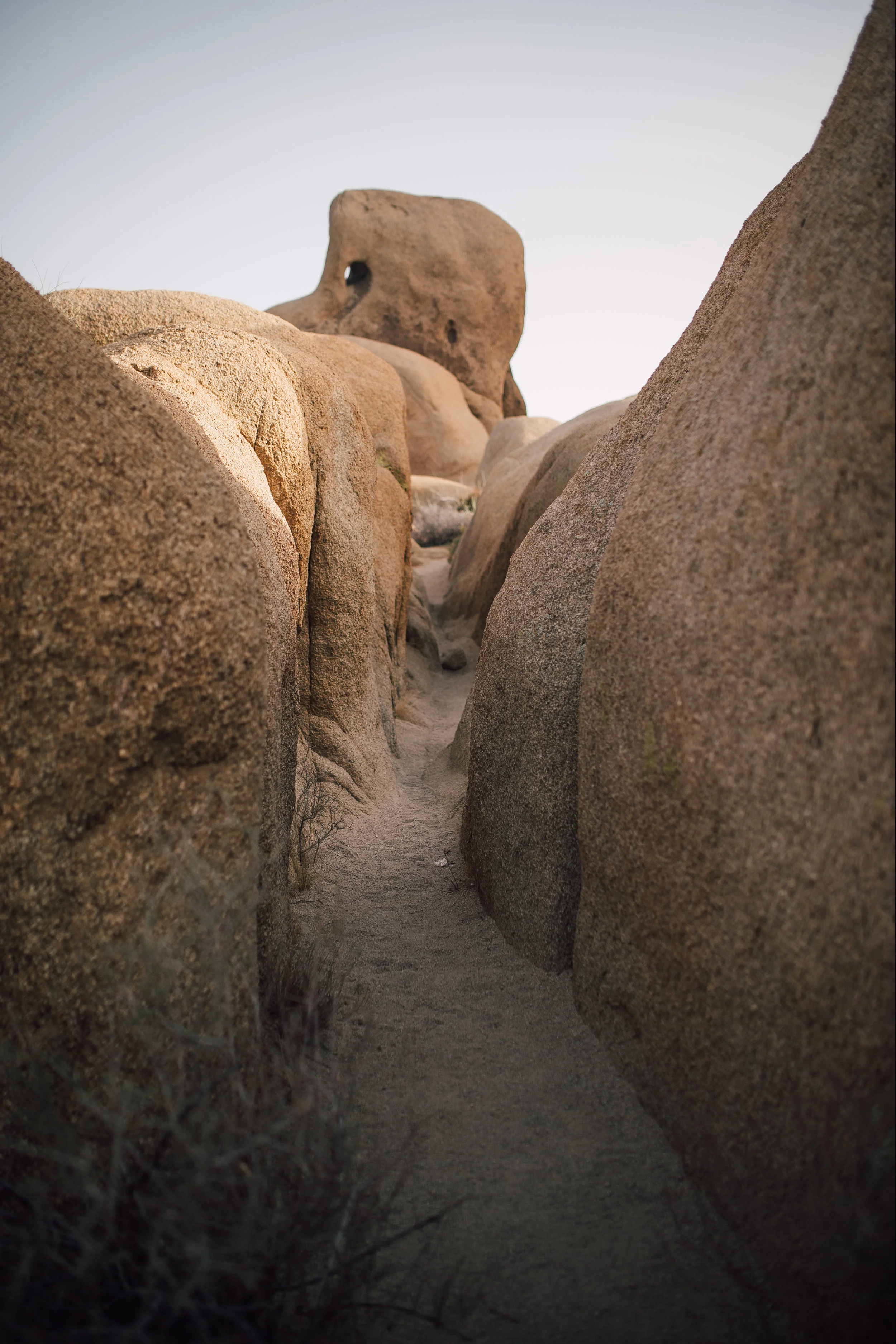 JoshuaTree-99.jpg