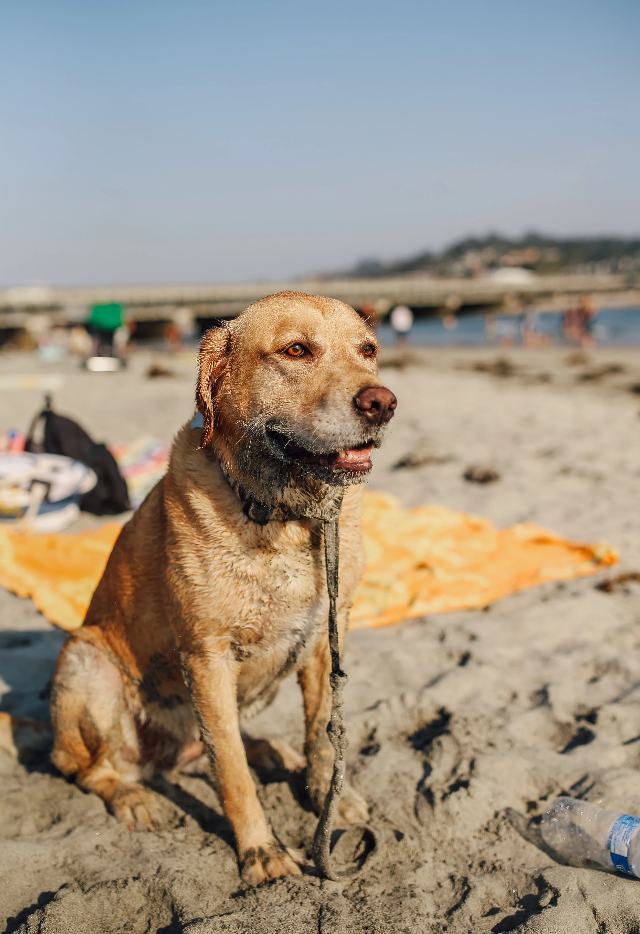 delmardogbeach-8.jpg