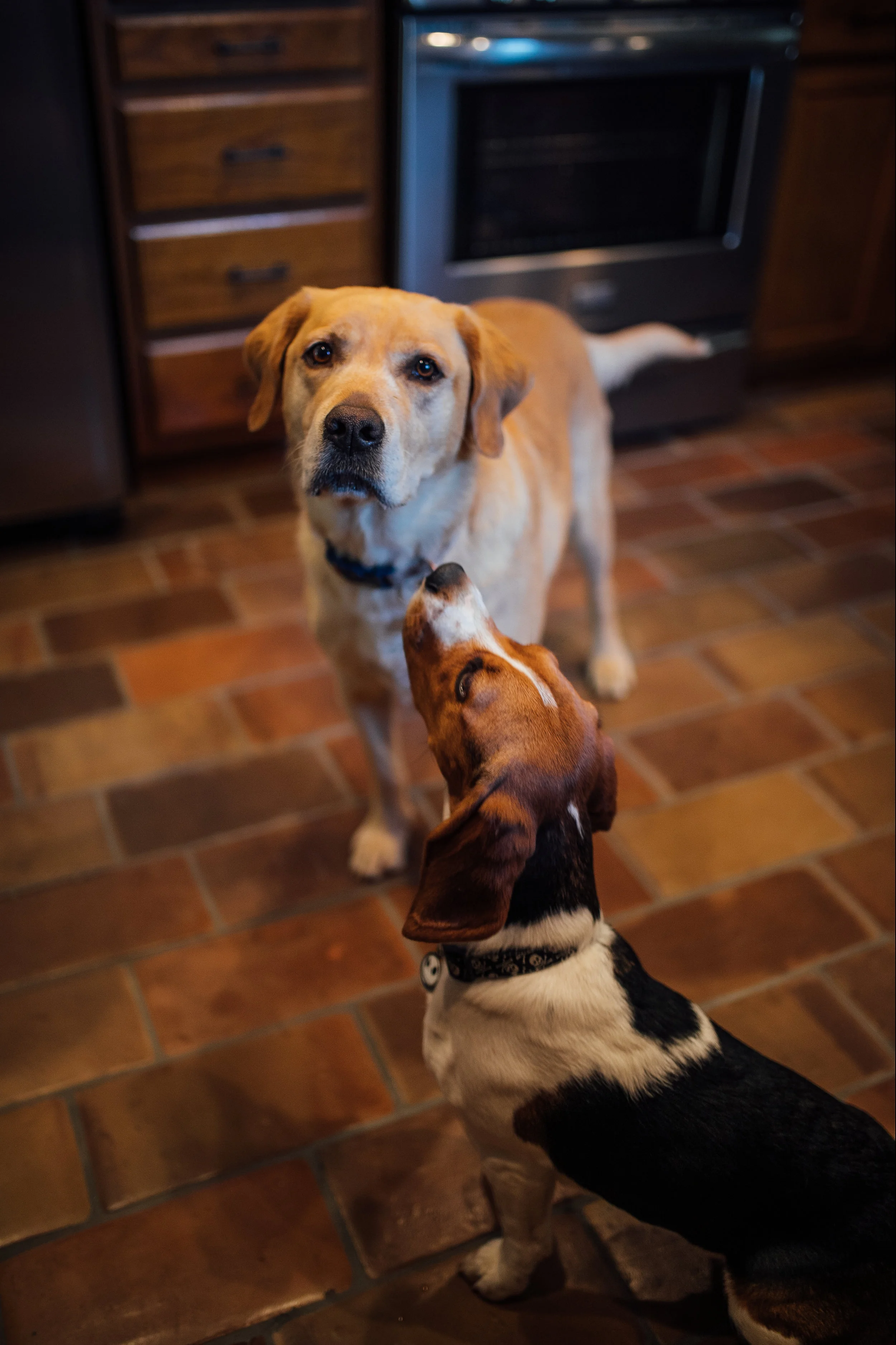 shako&kona-7.jpg