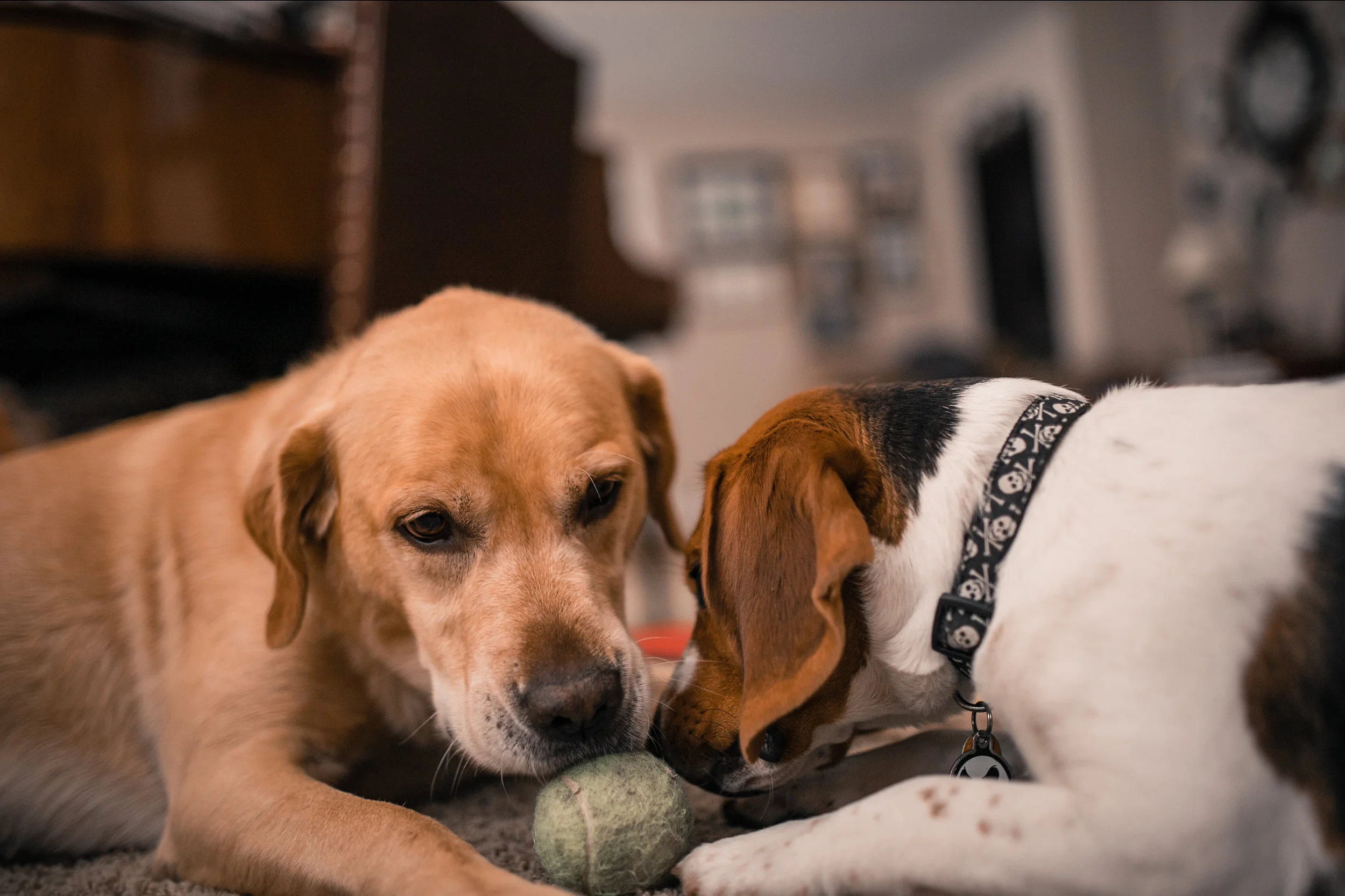 shako&kona-21.jpg