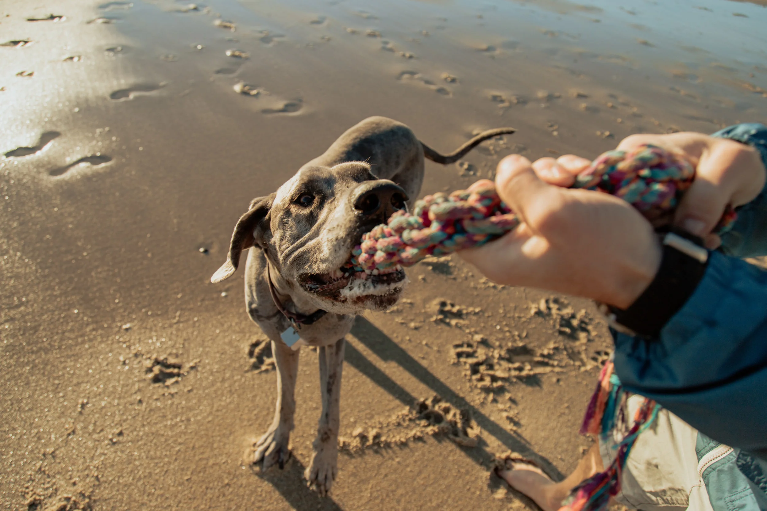 Shelby_Dog_JAN_2019-09.jpg