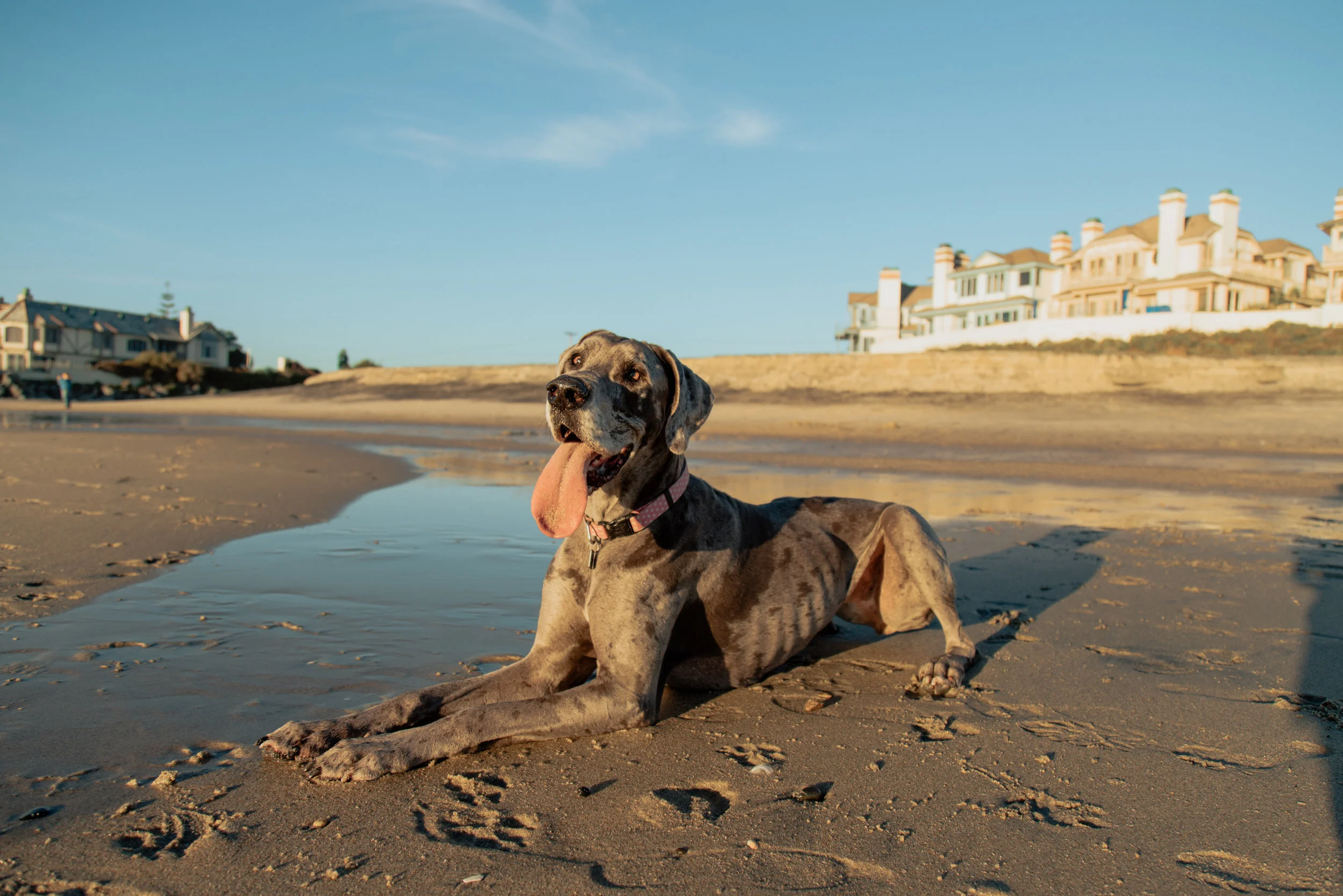 Shelby_Dog_JAN_2019-22.jpg