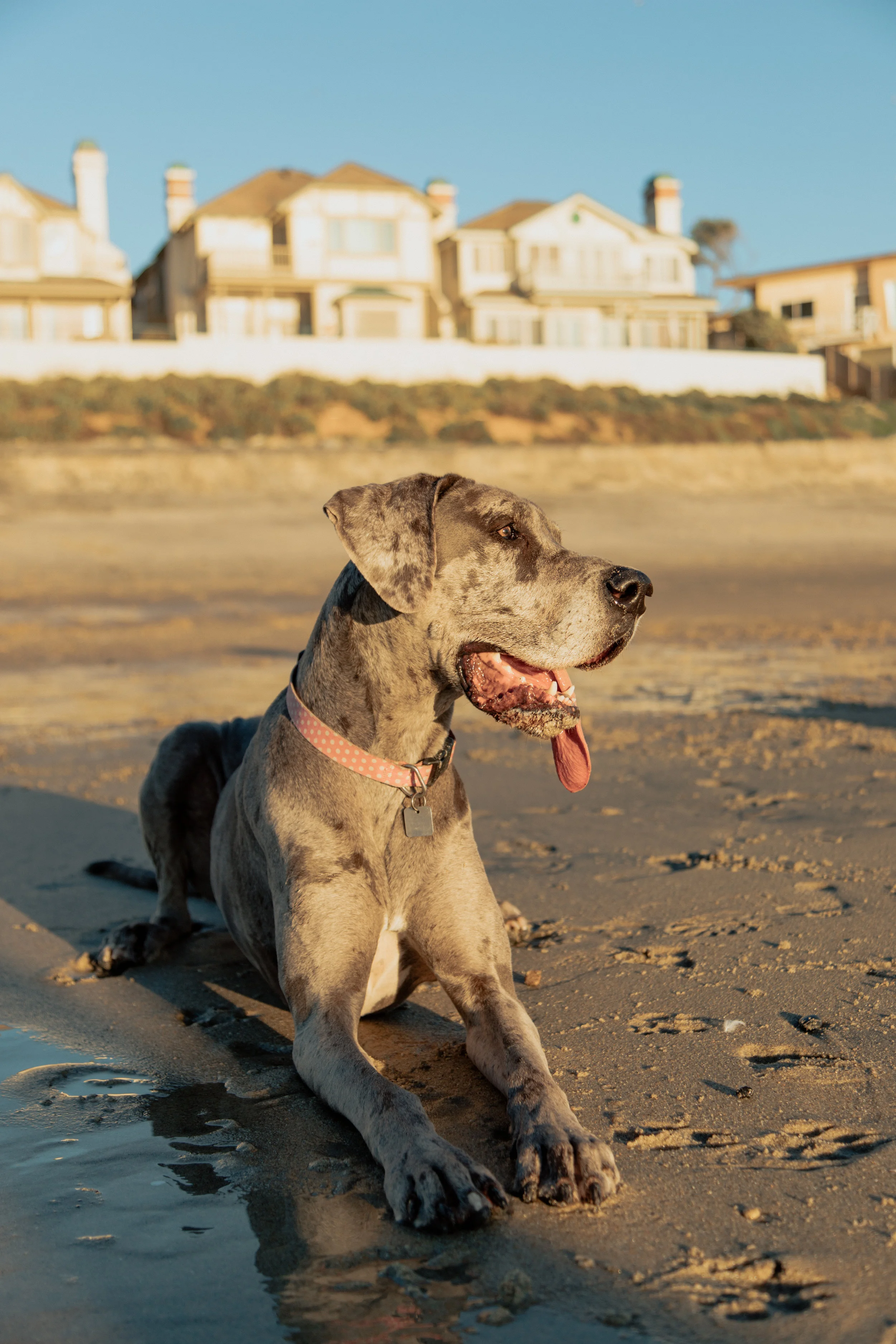 Shelby_Dog_JAN_2019-24.jpg