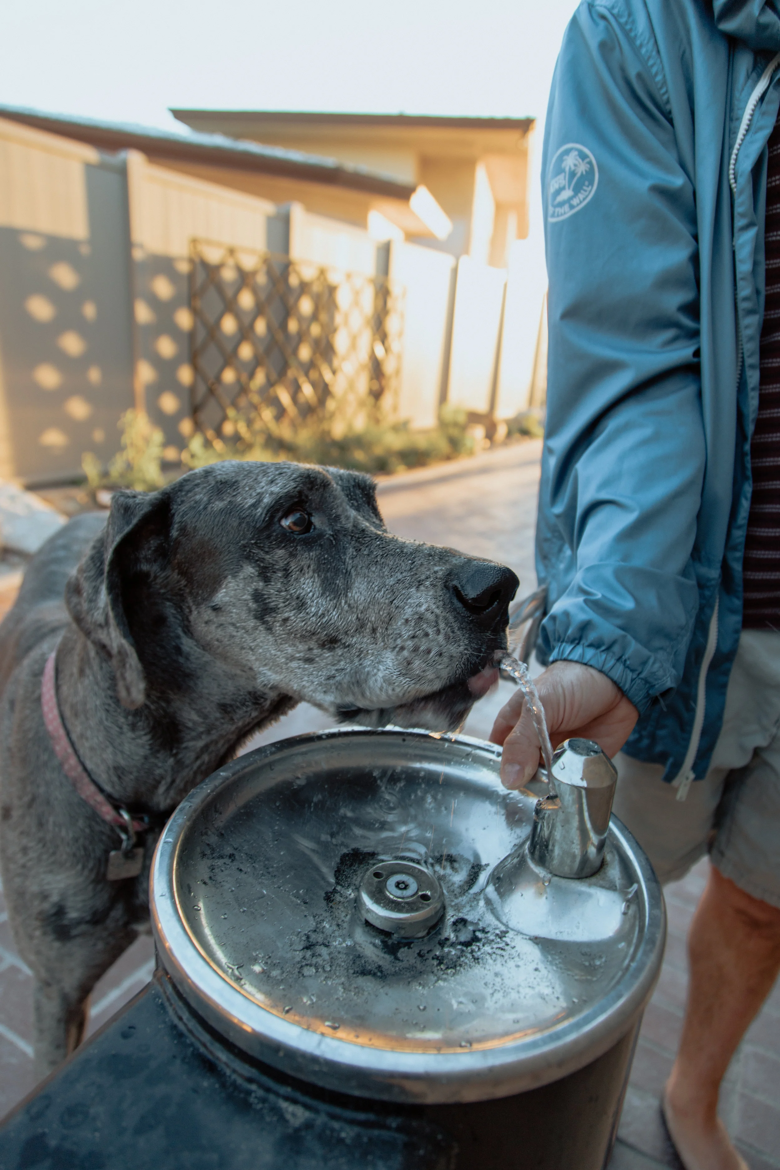 Shelby_Dog_JAN_2019-44.jpg