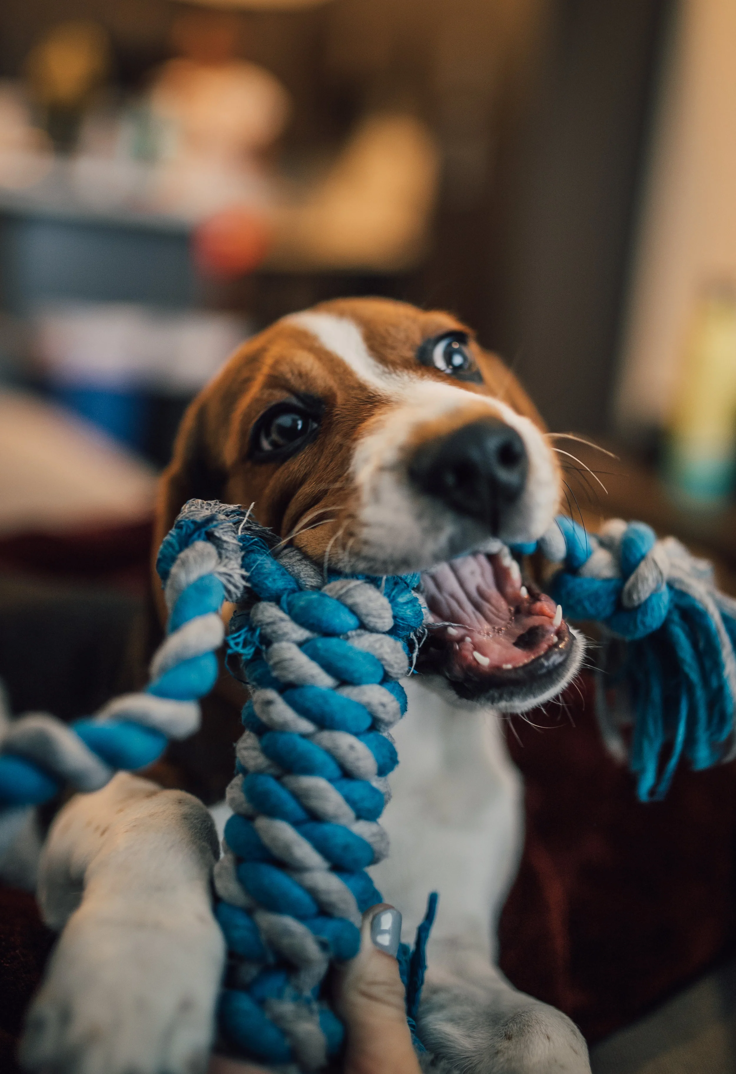 SHAKO_thepup-5.jpg