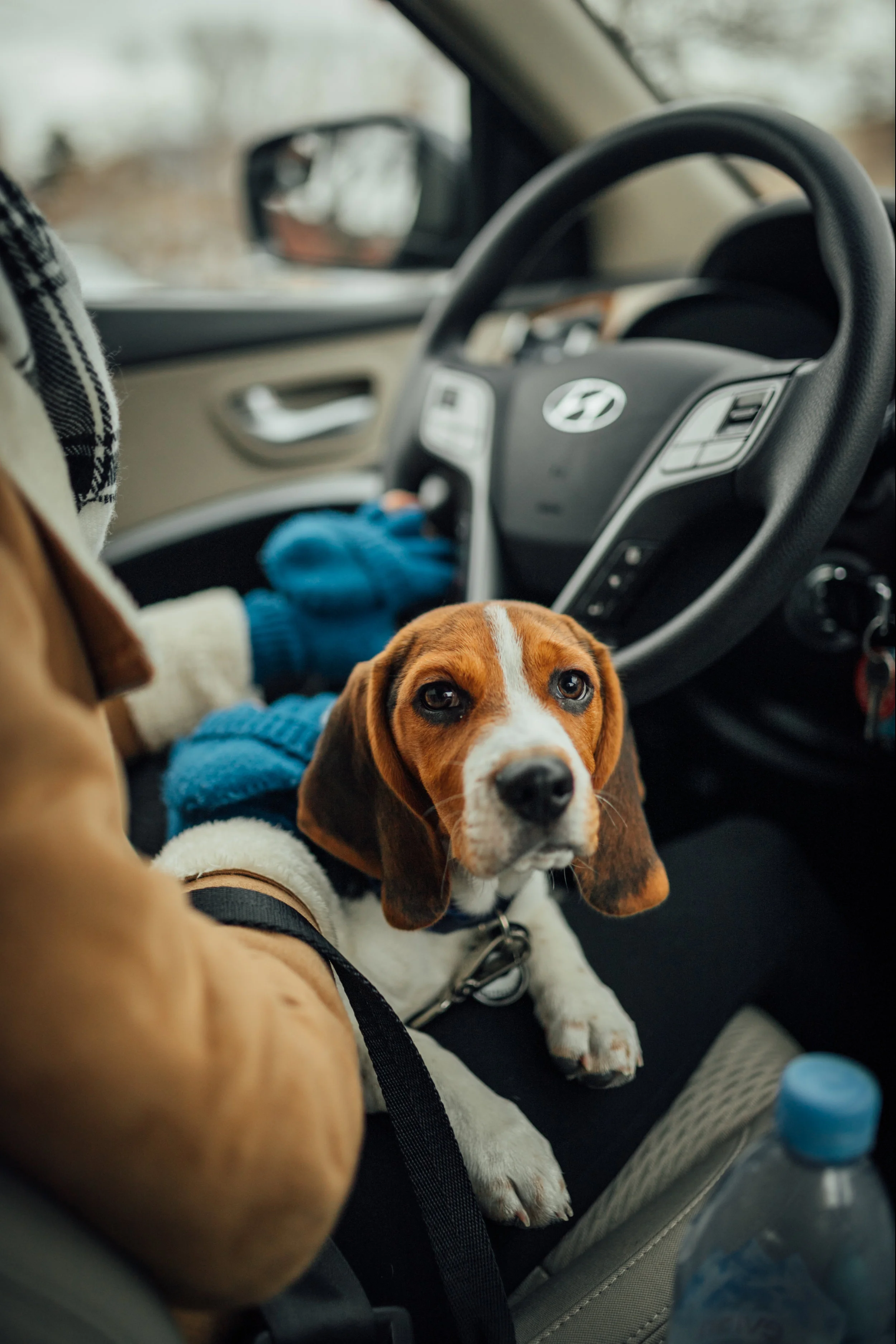 SHAKO_thepup-17.jpg