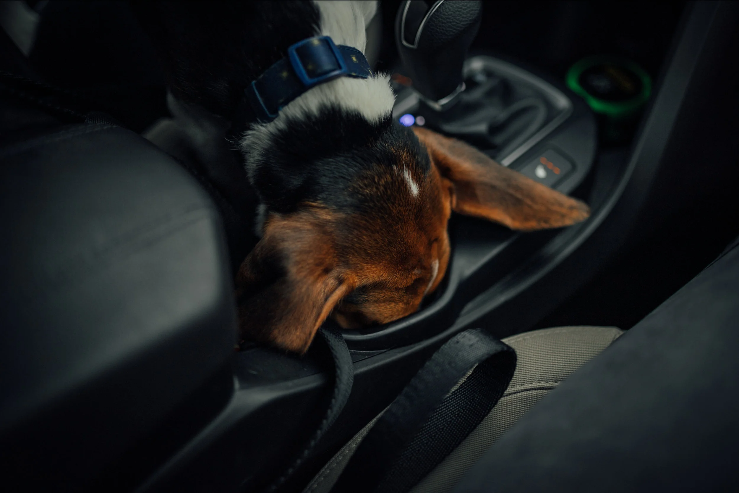 SHAKO_thepup-18.jpg
