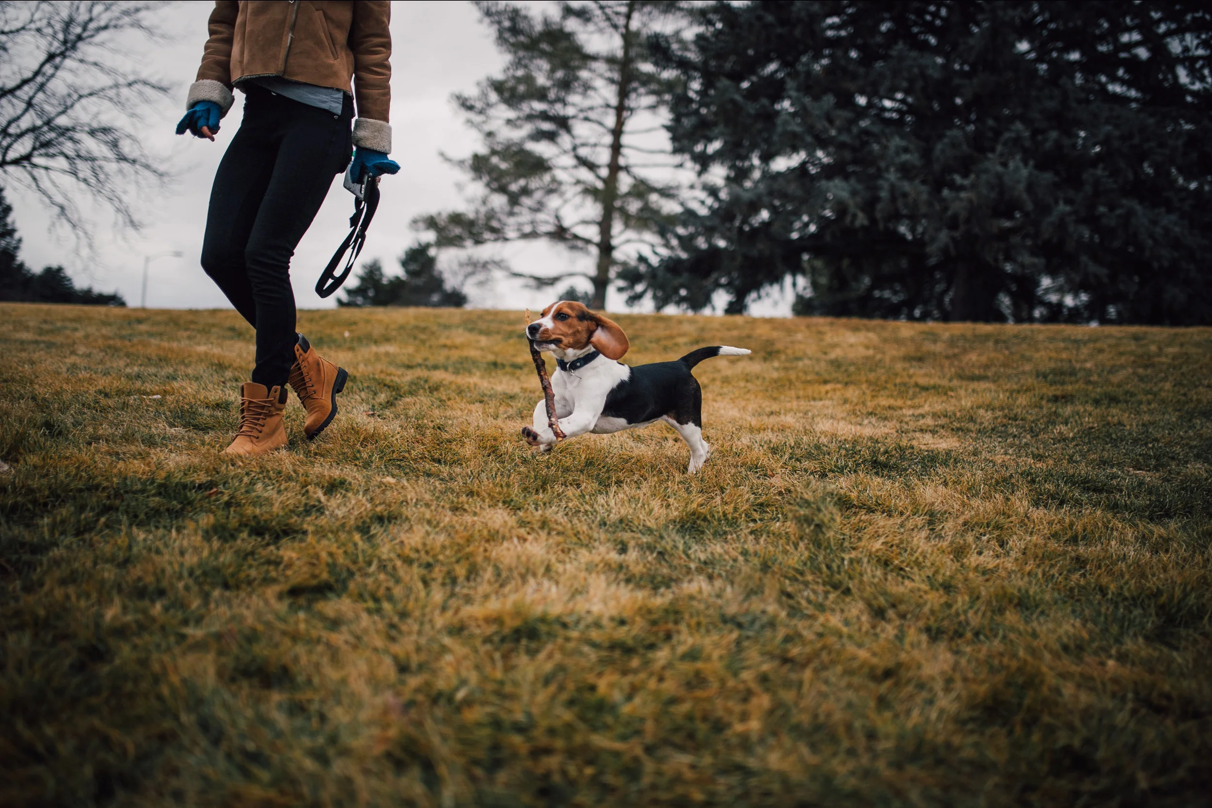 SHAKO_thepup-41.jpg