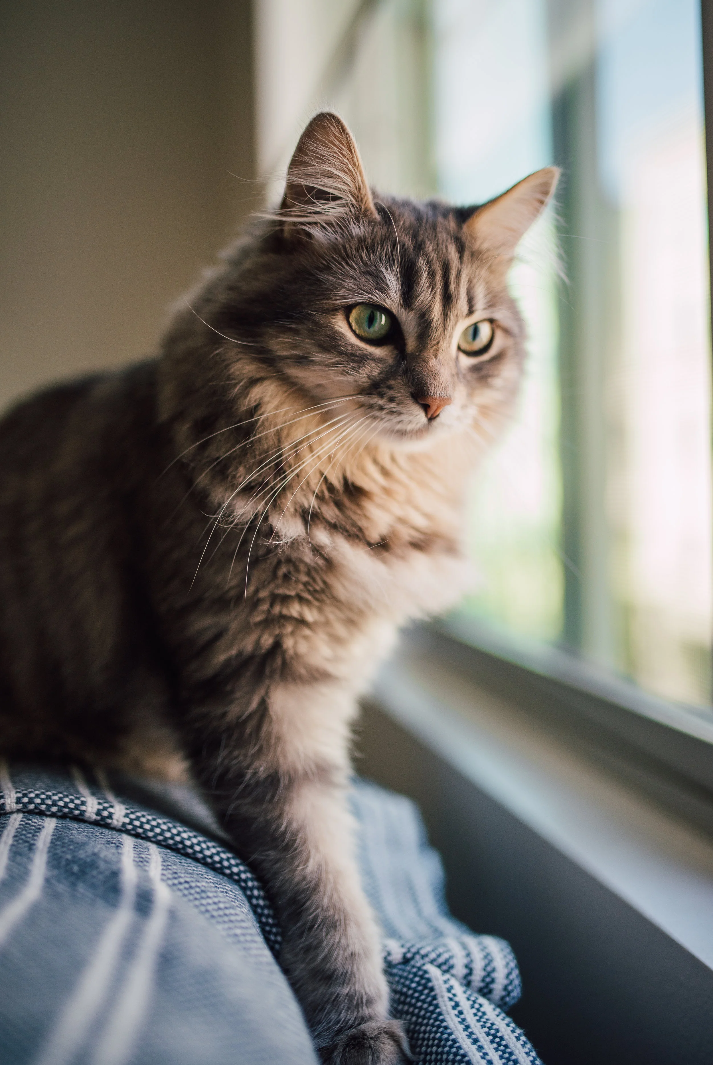 Nymeria05.jpg